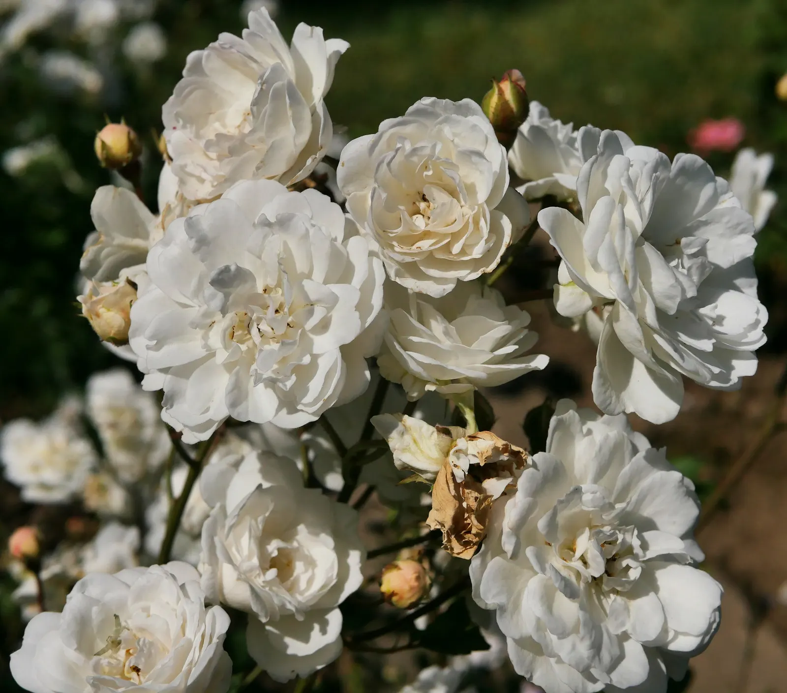 Iceberg Floribunda Rose (Rosa 'Iceberg') — the Iceberg Rose brings both structure and aesthetic appeal to gardens; the Rosa 'Iceberg' is an, image 54