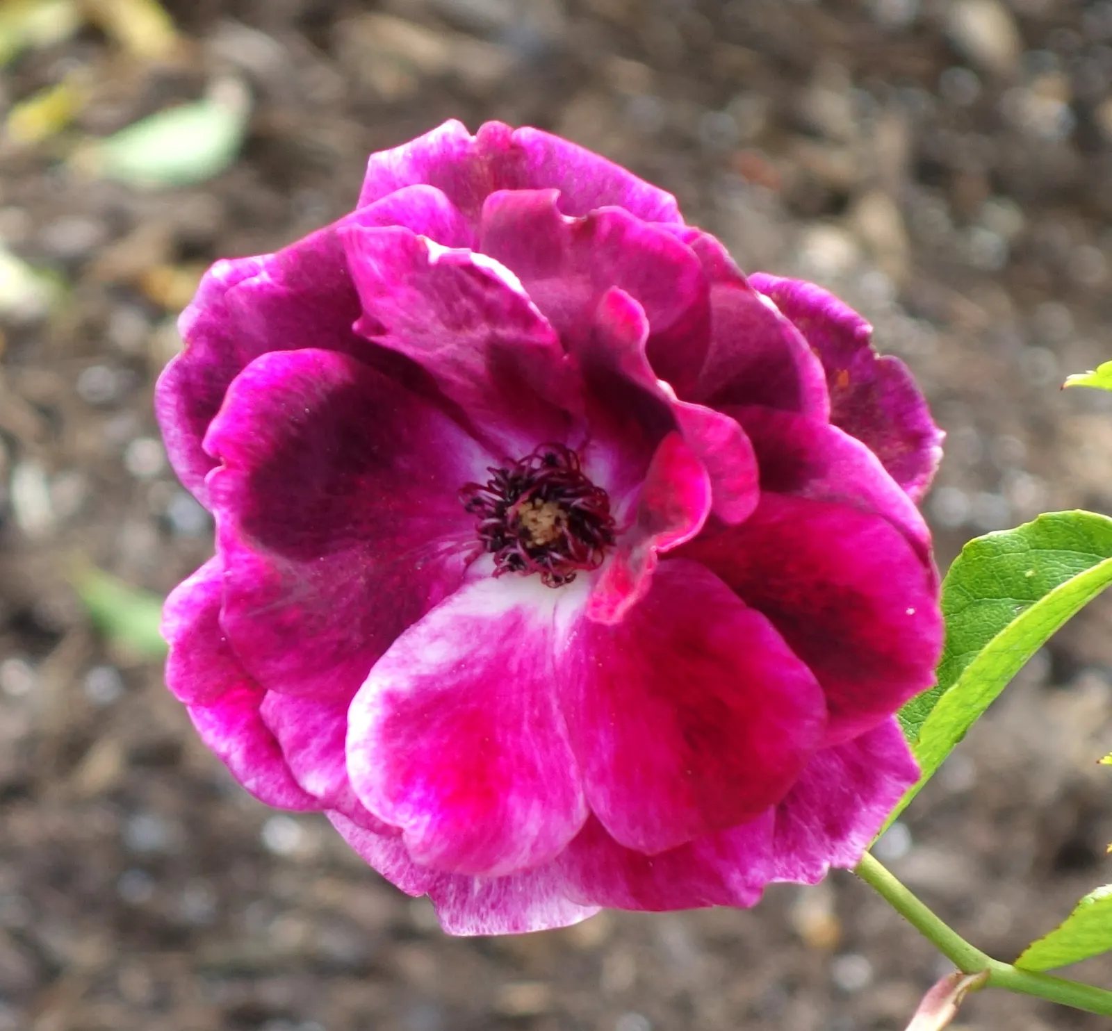 Iceberg Floribunda Rose (Rosa 'Iceberg') — <br><br>This cultivar is favored for its disease resistance