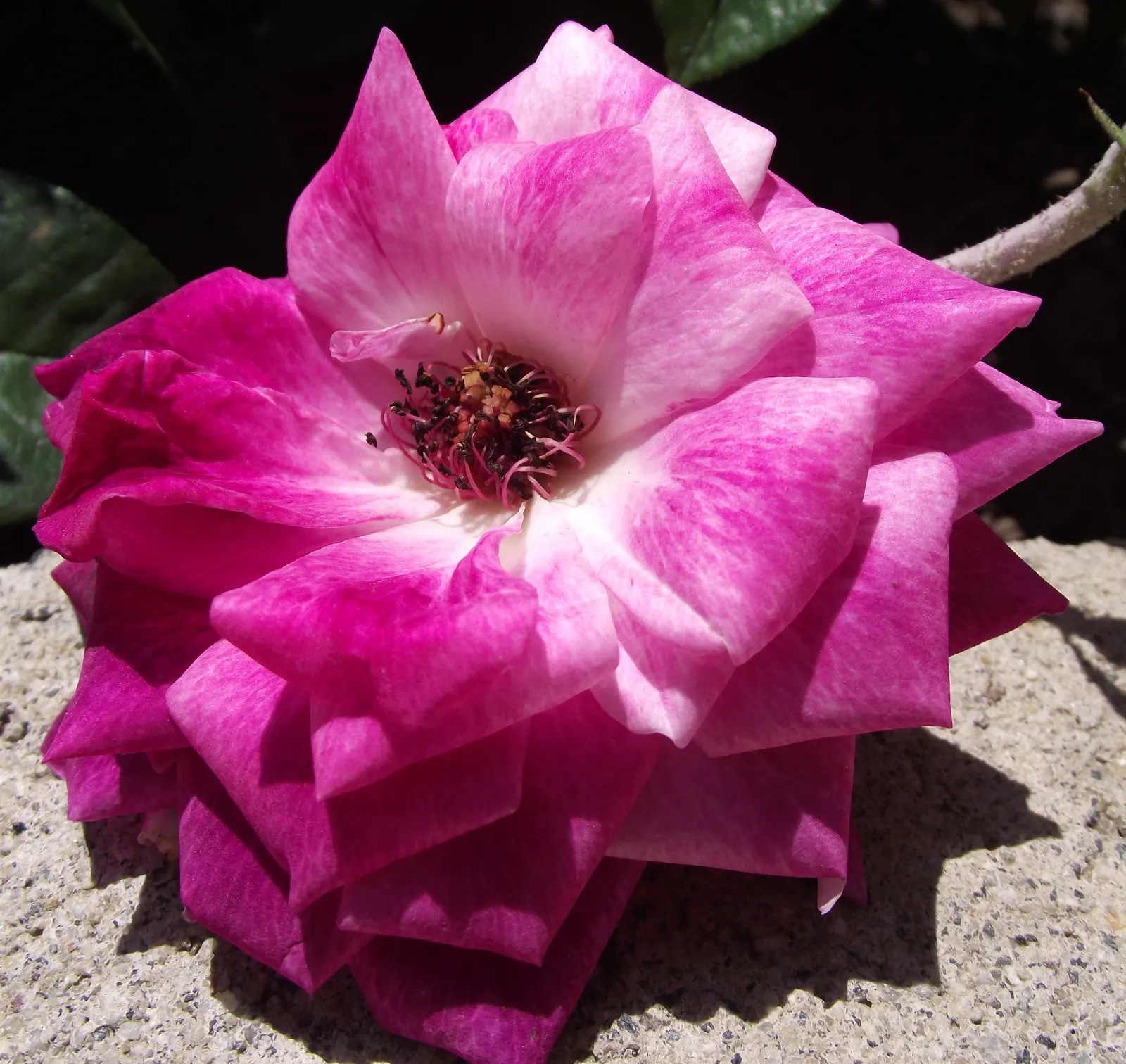 Iceberg Floribunda Rose (Rosa 'Iceberg') — the Iceberg Rose brings both structure and aesthetic appeal to gardens; the Rosa 'Iceberg' is an, image 76