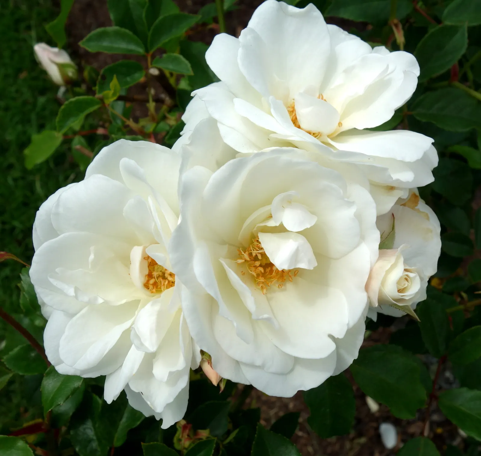 Iceberg Floribunda Rose (Rosa 'Iceberg') — It thrives in USDA Hardiness Zones 4 to 9; the lush petals contrast beautifully with the glossy, image 55