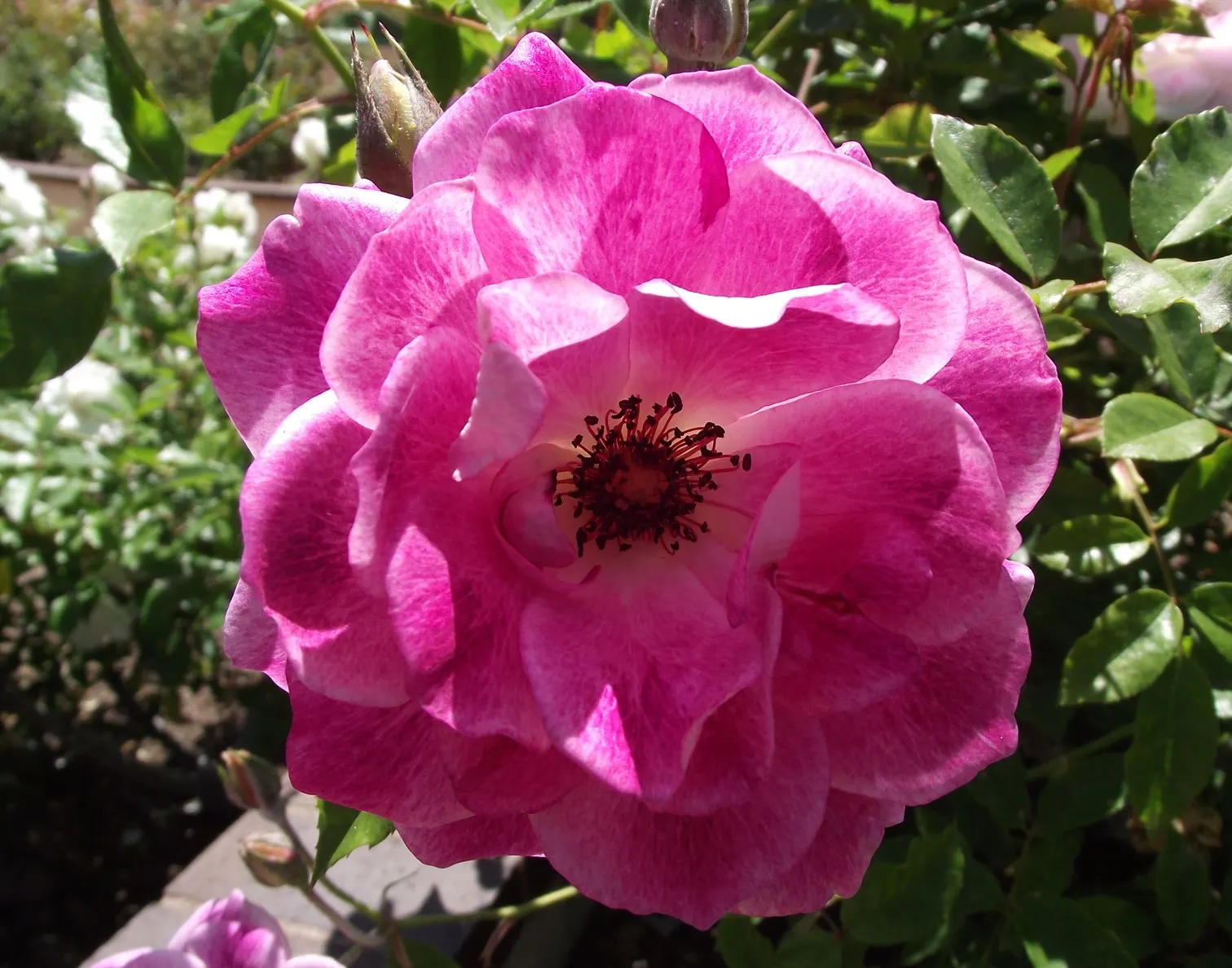 Iceberg Floribunda Rose (Rosa 'Iceberg') — presenting a remarkable show of purity and grace in any landscape design