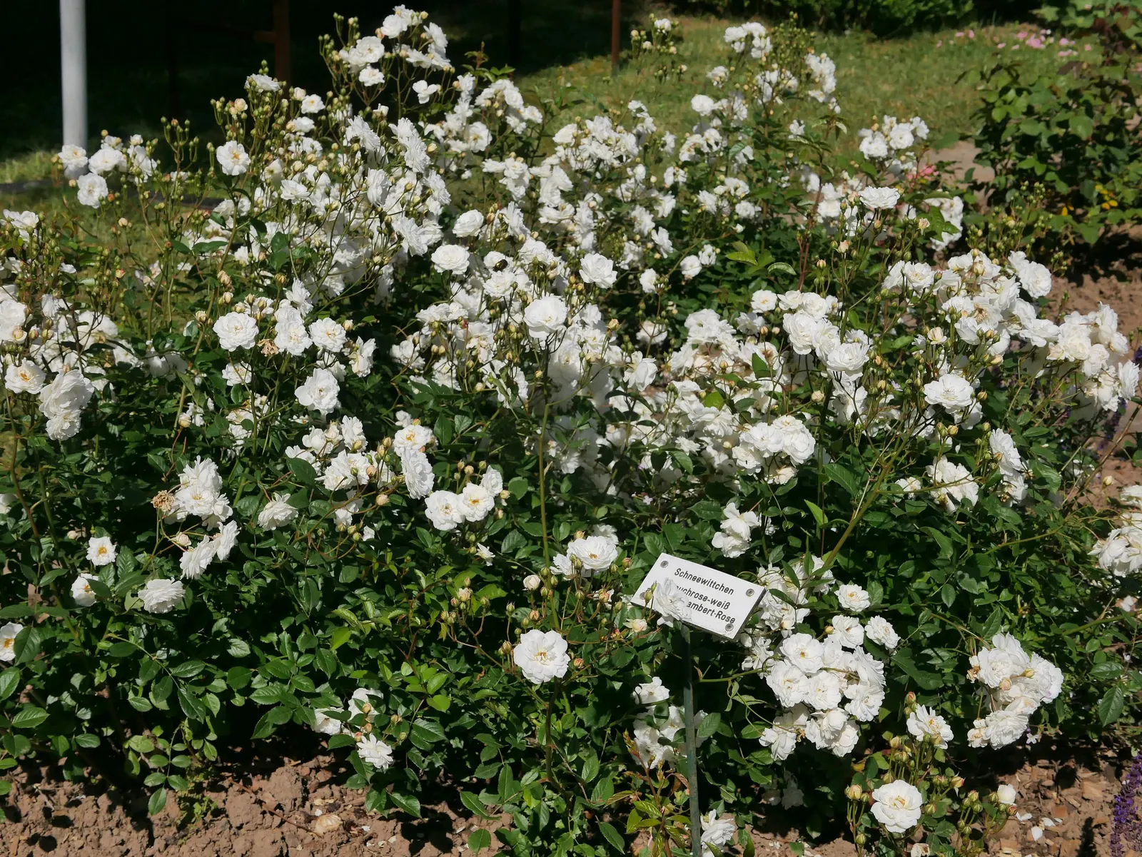 Iceberg Floribunda Rose (Rosa 'Iceberg') — making it a low-maintenance choice popular for borders; the Iceberg Rose brings both structure and, image 71