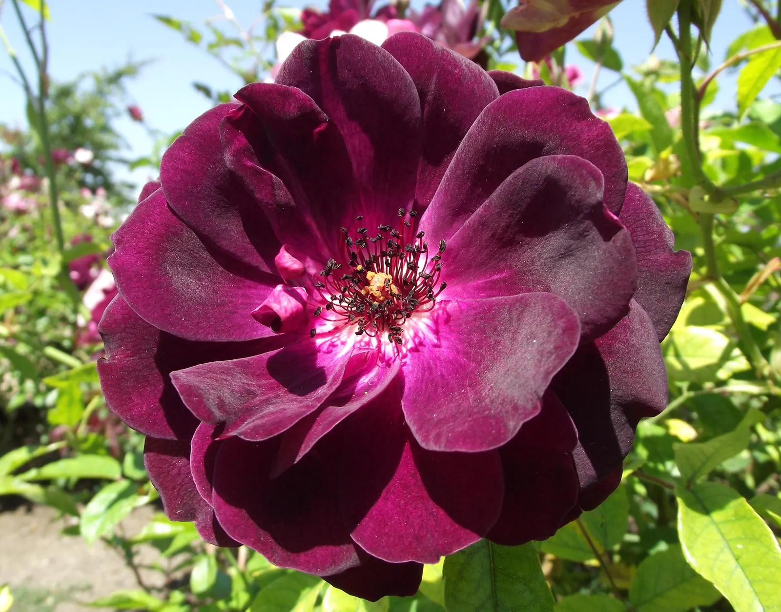 Iceberg Floribunda Rose (Rosa 'Iceberg') — It boasts a mild honey fragrance and blooms continuously from late spring to fall frost; it thrives in, image 68