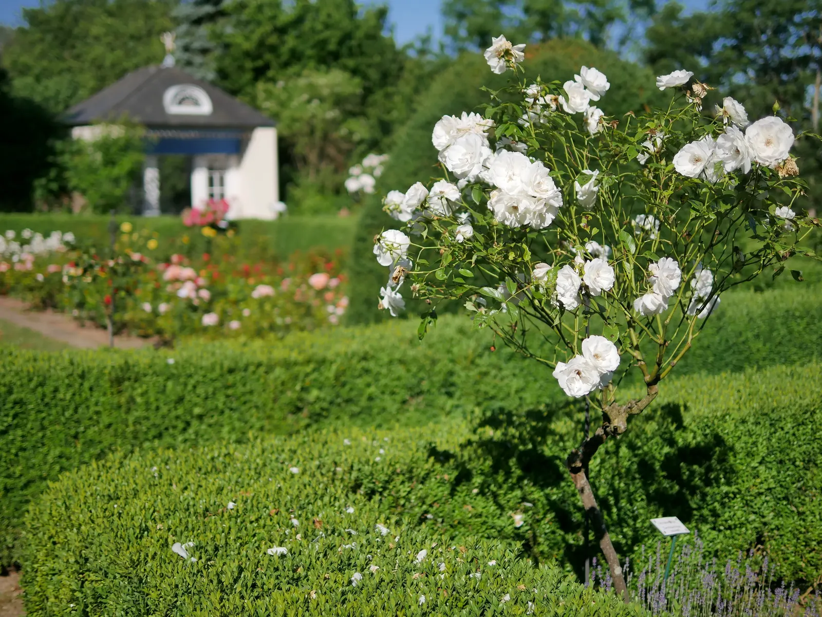 Iceberg Floribunda Rose (Rosa 'Iceberg') — notably to powdery mildew and rust; shrub for full or half, image 79