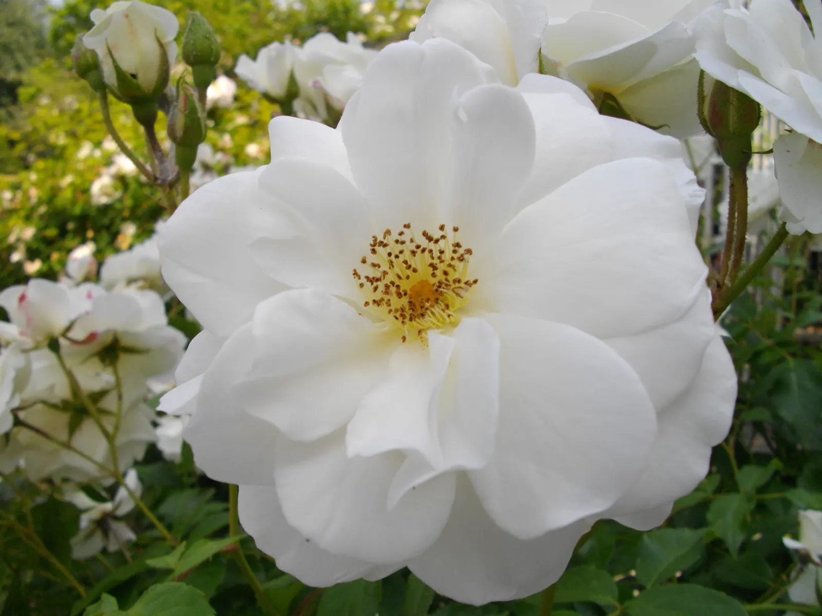 Iceberg Floribunda Rose (Rosa 'Iceberg') — presenting a remarkable show of purity and grace in any landscape design; it boasts a mild honey fragrance and