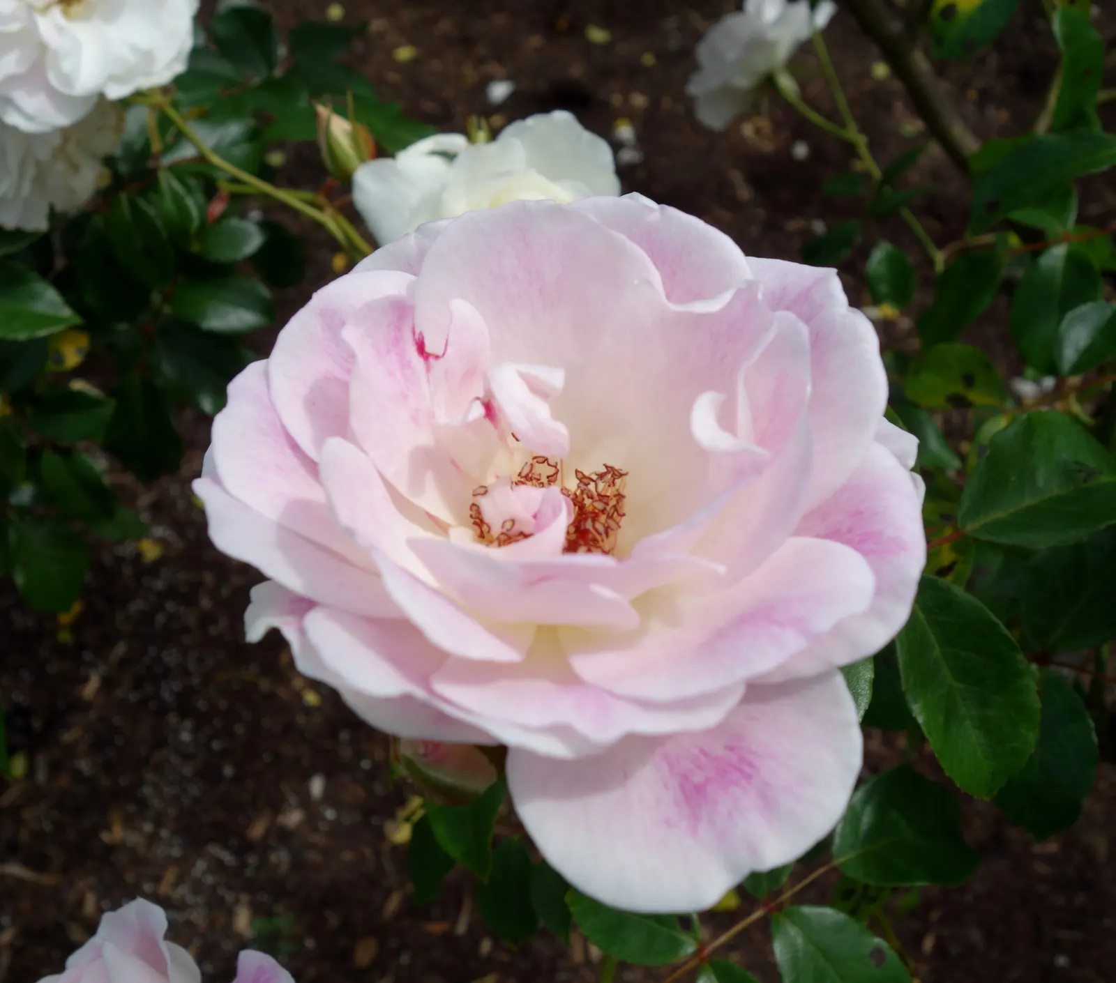Iceberg Floribunda Rose (Rosa 'Iceberg') — placing it in areas of leisure or along pathways can enrich the sensory experience of the space