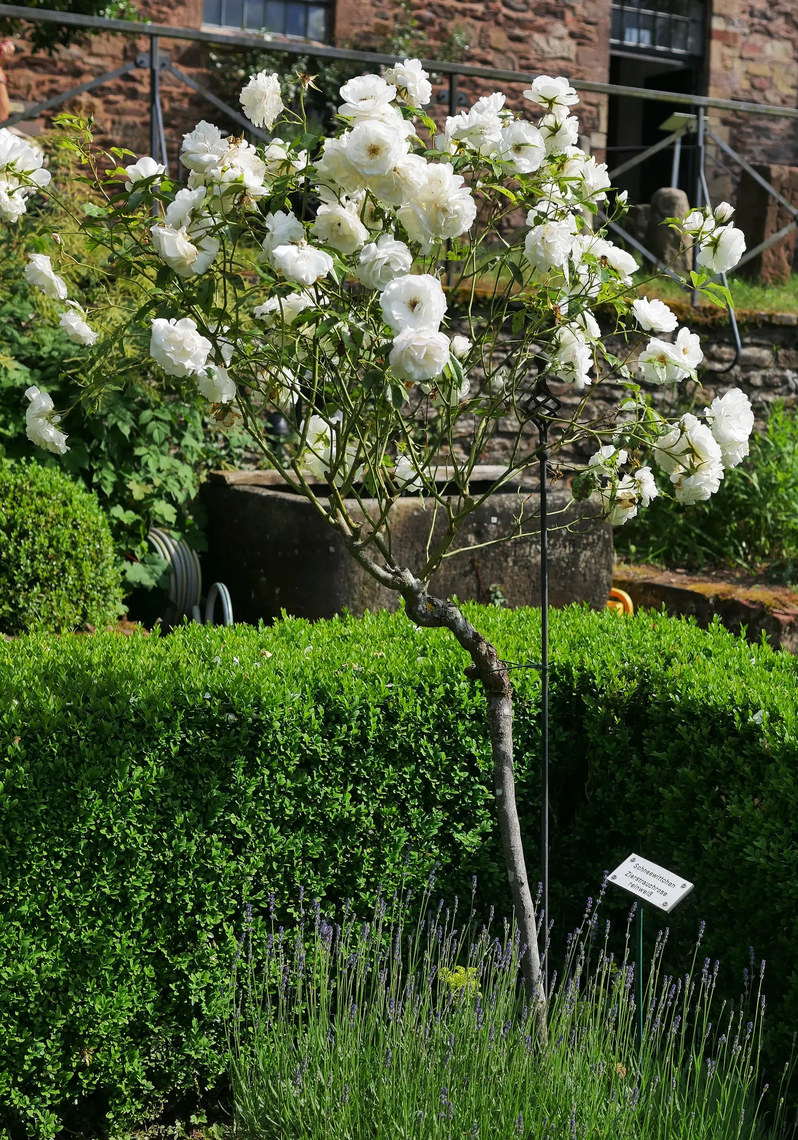 Iceberg Floribunda Rose (Rosa 'Iceberg') — placing it in areas of leisure or along pathways can enrich the sensory experience of the space; white, image 63