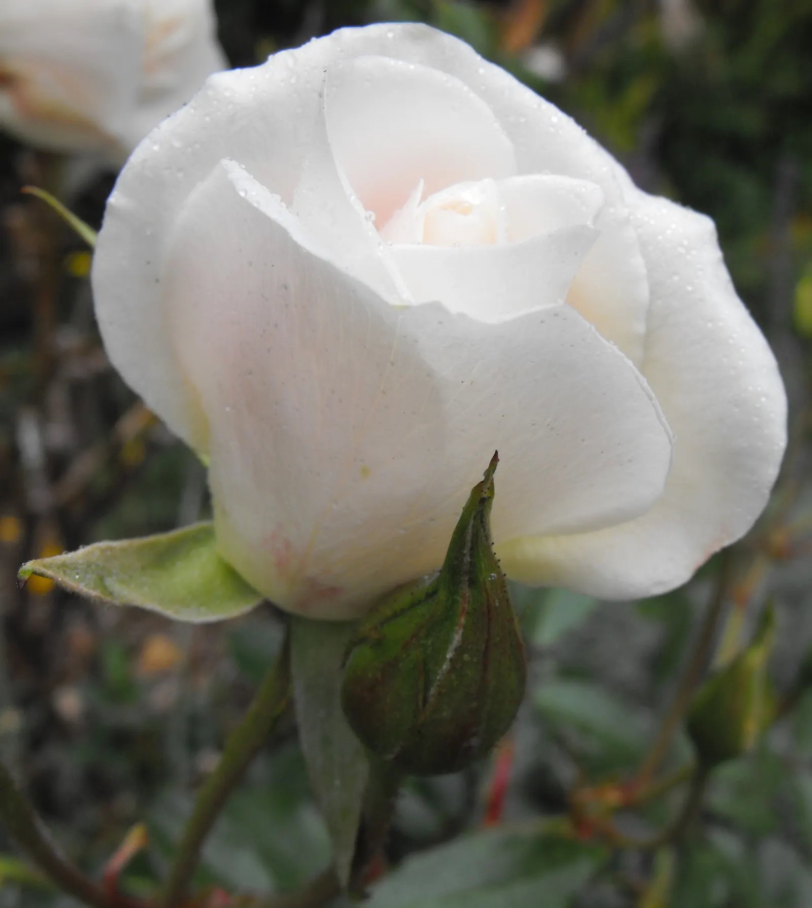 Iceberg Floribunda Rose (Rosa 'Iceberg') — or as part of a mass planting for a stunning visual impact; each flower typically measures around 3 inches across