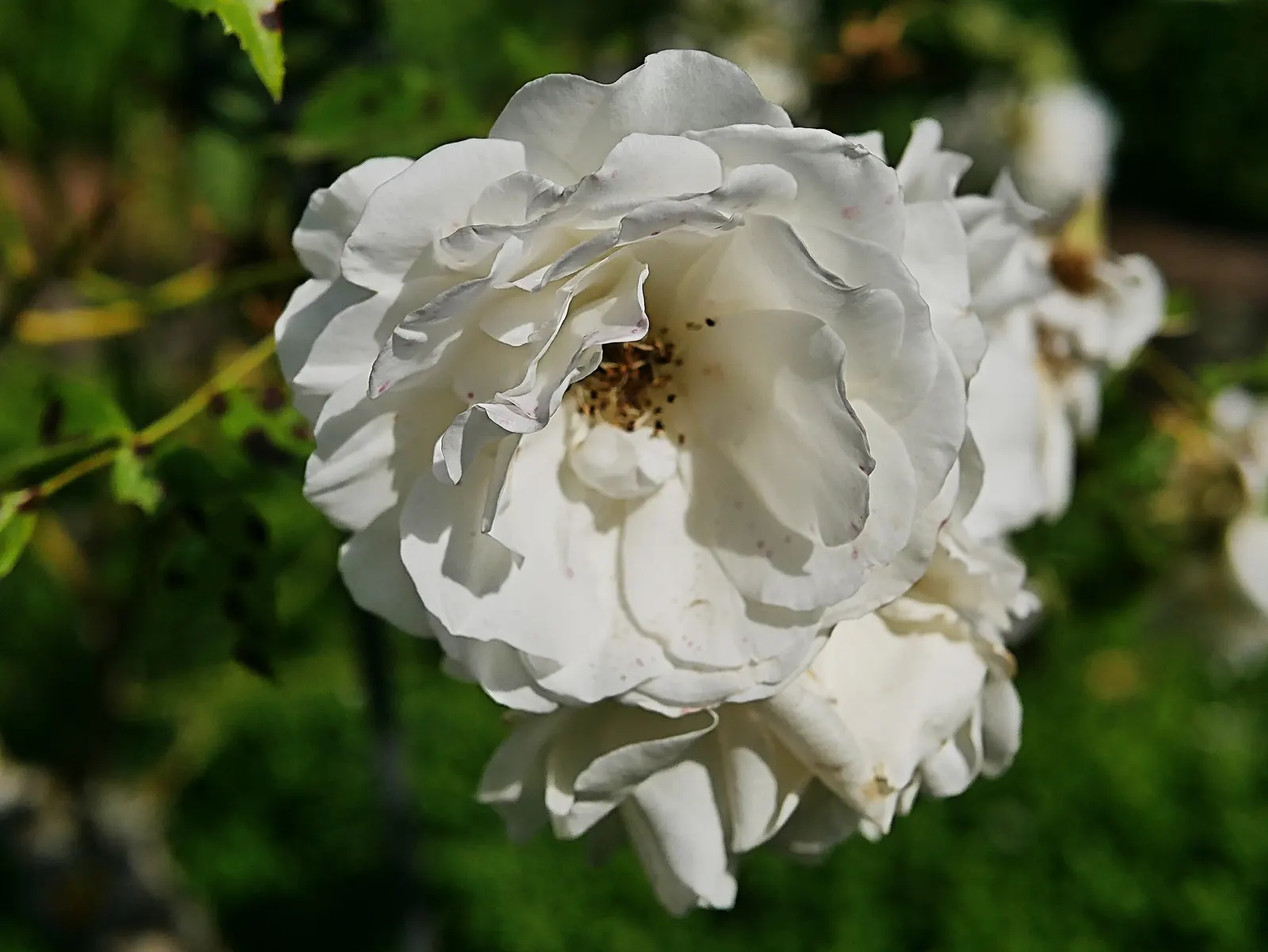 Iceberg Floribunda Rose (Rosa 'Iceberg') — The Rosa 'Iceberg' is an exquisite Floribunda rose known for its abundant clusters of pure white; this, image 67