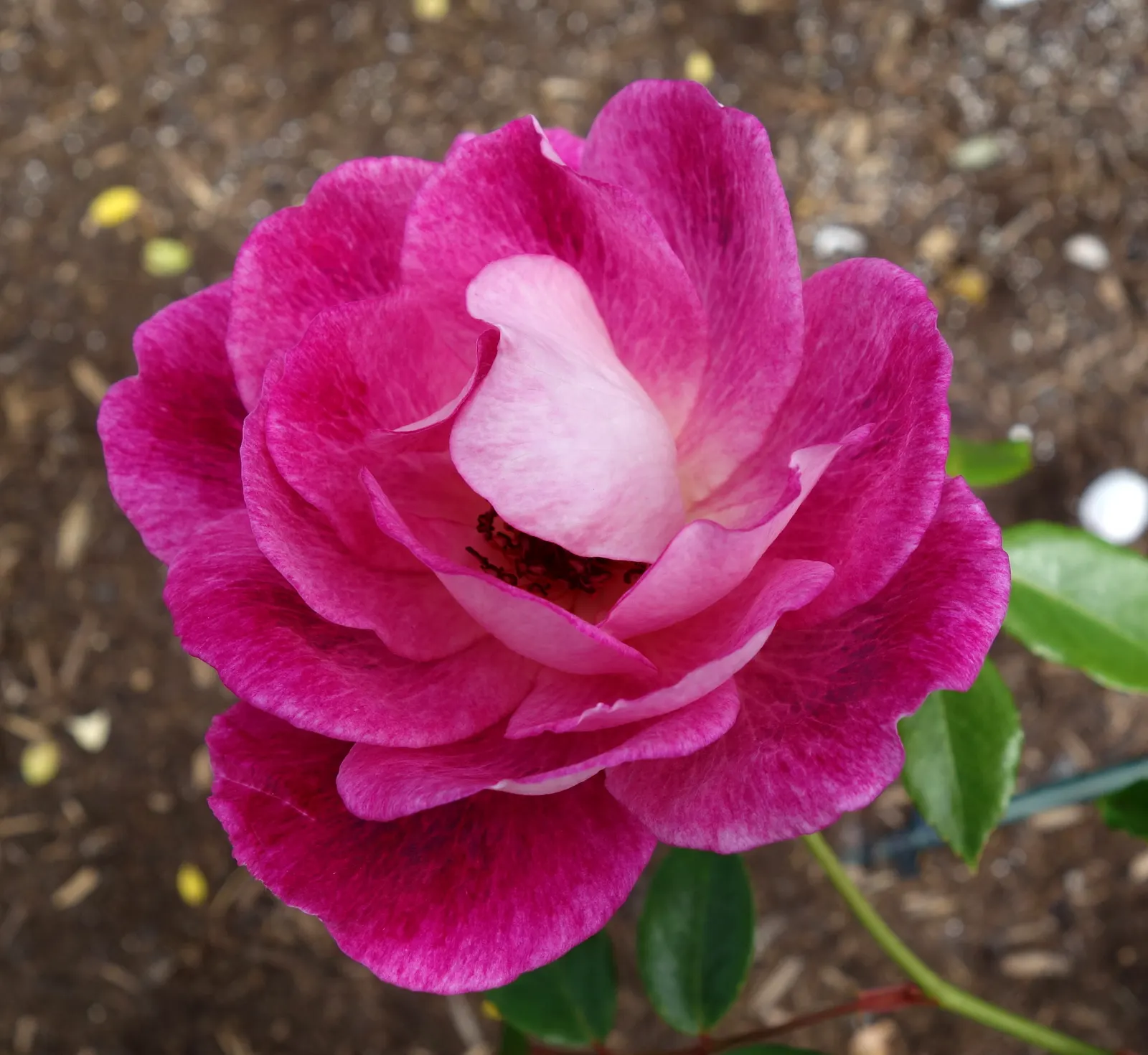 Iceberg Floribunda Rose (Rosa 'Iceberg') — the Iceberg Rose brings both structure and aesthetic appeal to gardens; the Rosa 'Iceberg' is an exquisite