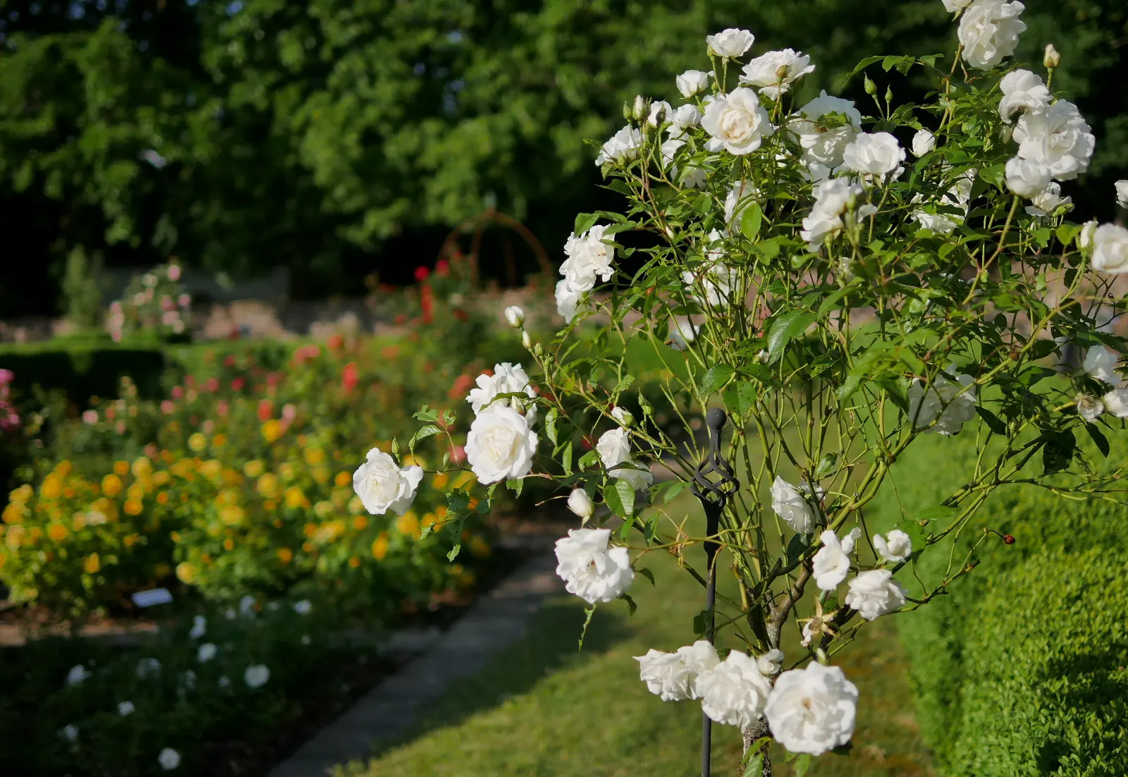 Iceberg Floribunda Rose (Rosa 'Iceberg') — placing it in areas of leisure or along pathways can enrich the sensory experience of the space; white flowers in