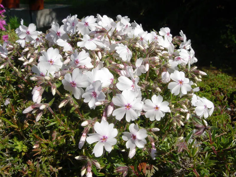 Amazing Grace Phlox (Phlox Subulata 'Amazing Grace') — This cultivar reaches a height of 4-6 inches with a spread of up to 24 inches
