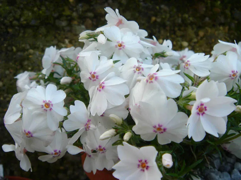 Amazing Grace Phlox (Phlox Subulata 'Amazing Grace') — blanketing its evergreen foliage in spring