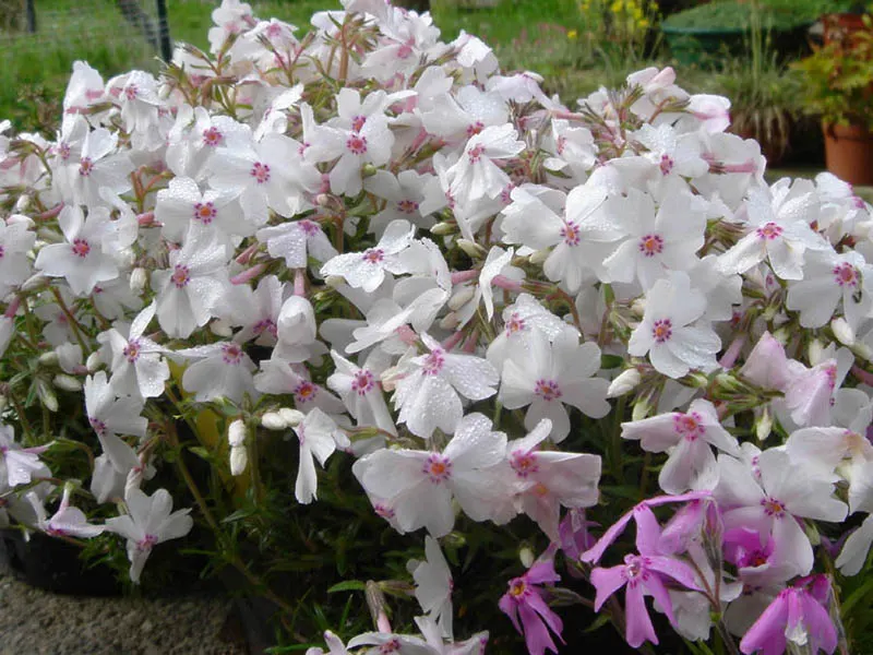 Amazing Grace Phlox (Phlox Subulata 'Amazing Grace') — It boasts masses of star-shaped