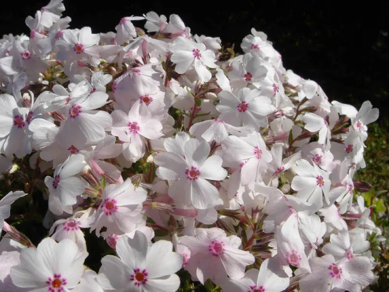 Amazing Grace Phlox (Phlox Subulata 'Amazing Grace') — pure white flowers with a prominent eye