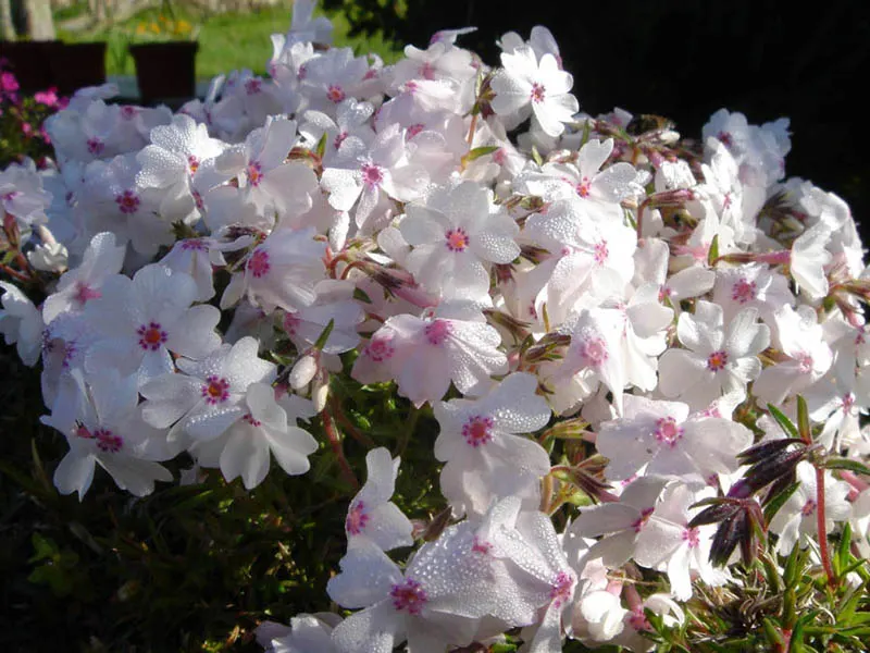 Amazing Grace Phlox (Phlox Subulata 'Amazing Grace') — The Amazing Grace Phlox (Phlox subulata 'Amazing Grace') is a vibrant perennial groundcover