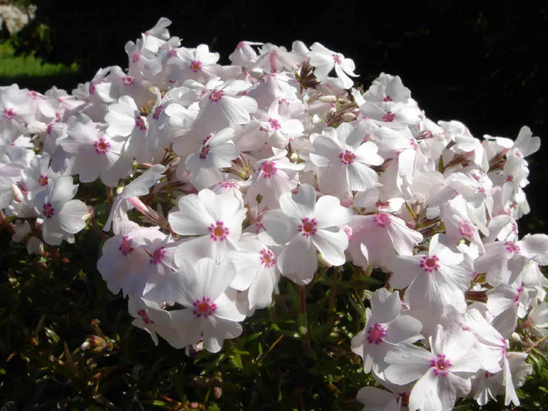 Amazing Grace Phlox (Phlox Subulata 'Amazing Grace') — Thriving in USDA zones 3-9, it prefers full sun and well-drained soil