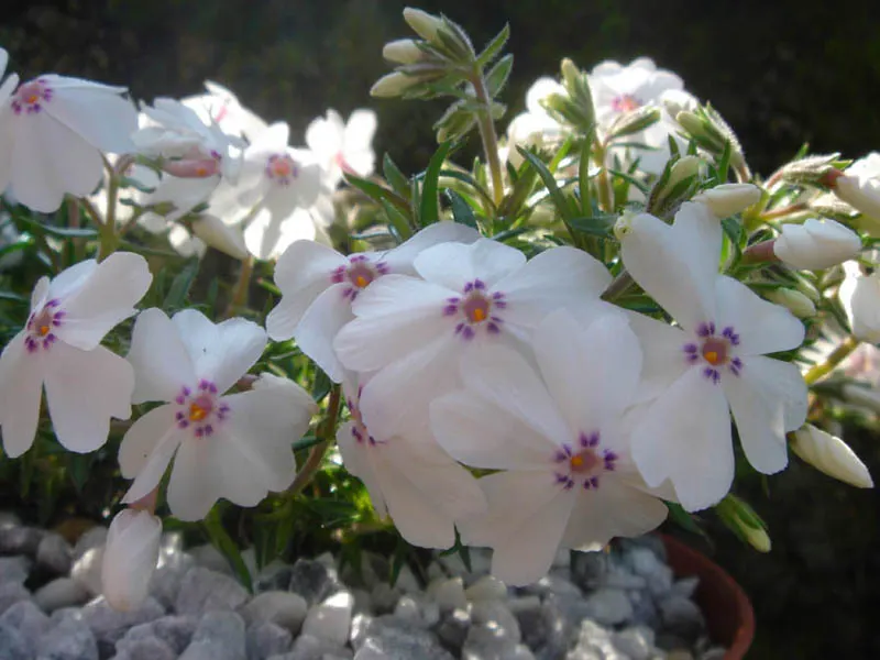 Amazing Grace Phlox (Phlox Subulata 'Amazing Grace') — perfect for rock gardens and borders