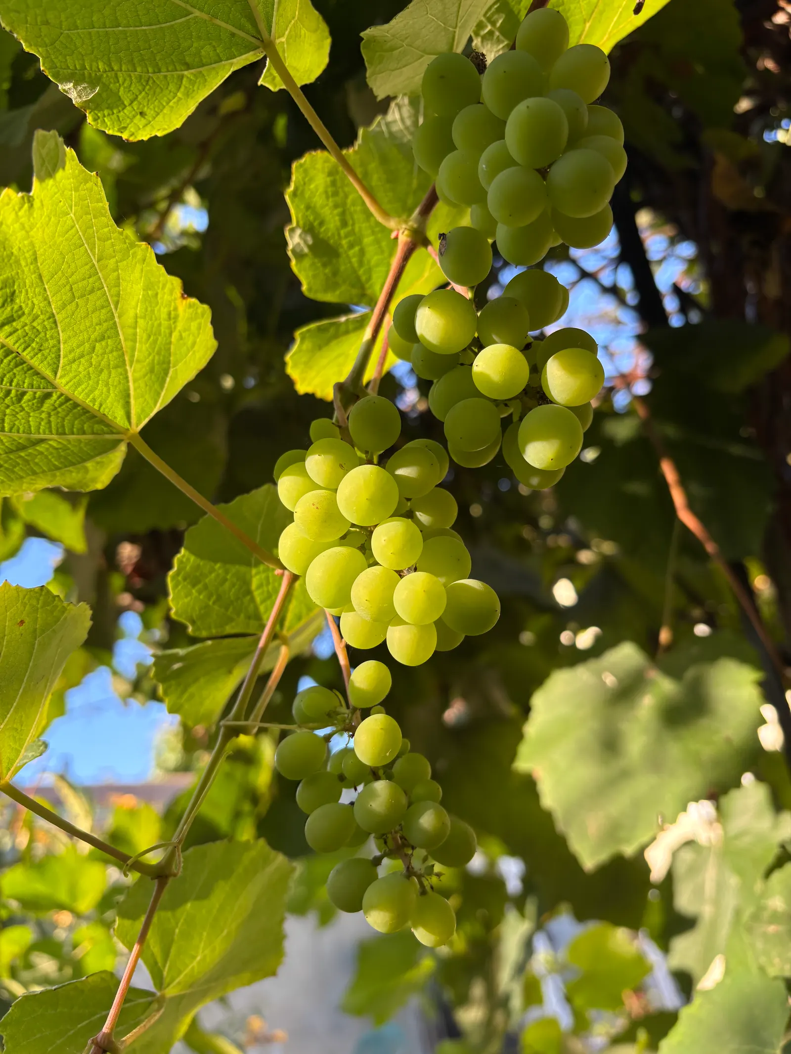 California Concord Grape (Vitis Labrusca 'California Concord') — treasured for its fragrant