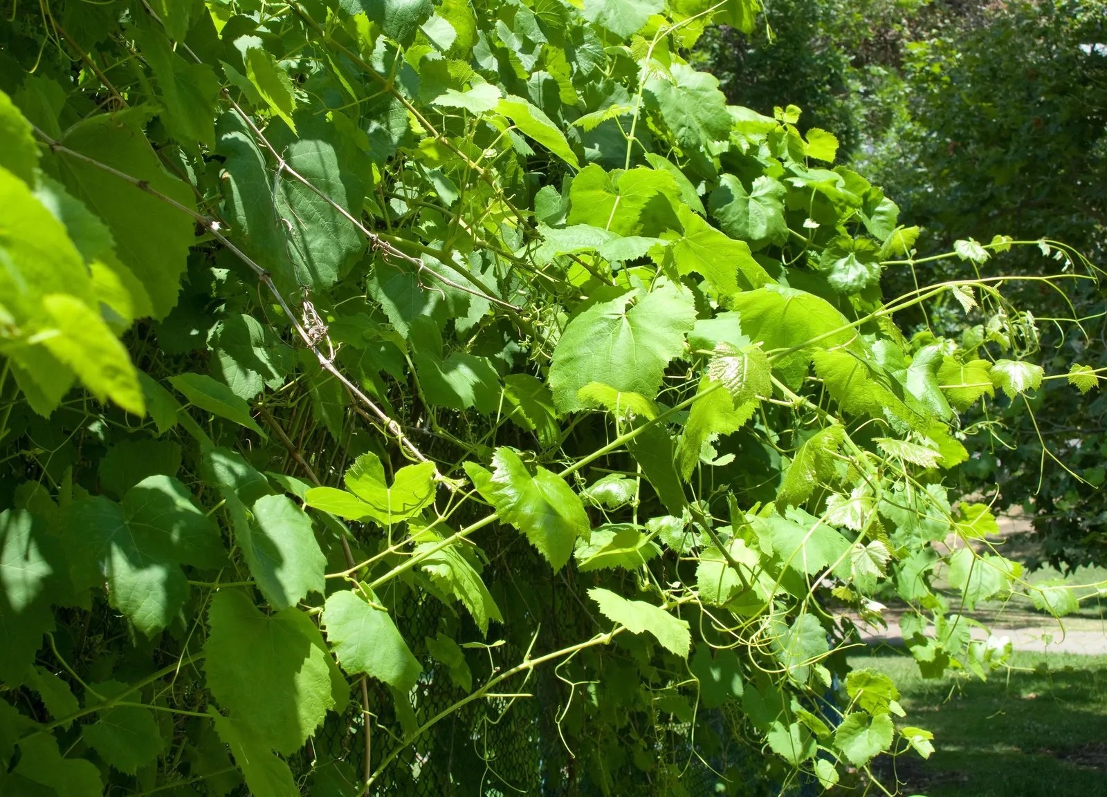 California Concord Grape (Vitis Labrusca 'California Concord') — is a robust deciduous vine