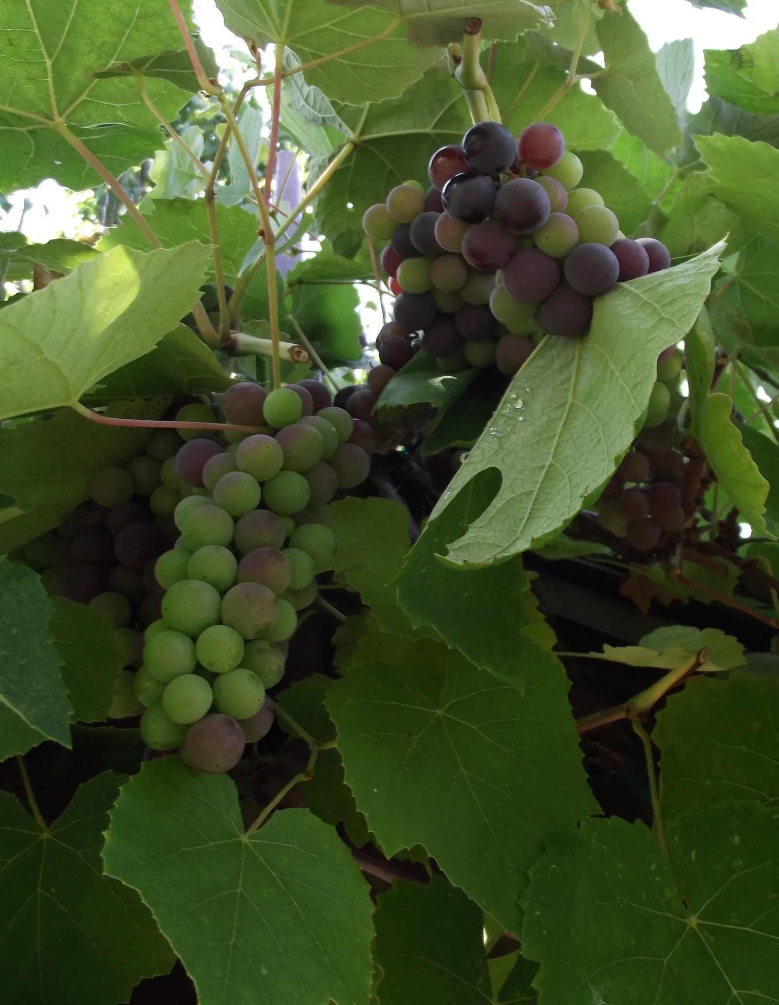 California Concord Grape (Vitis Labrusca 'California Concord') — which mature around late summer to fall