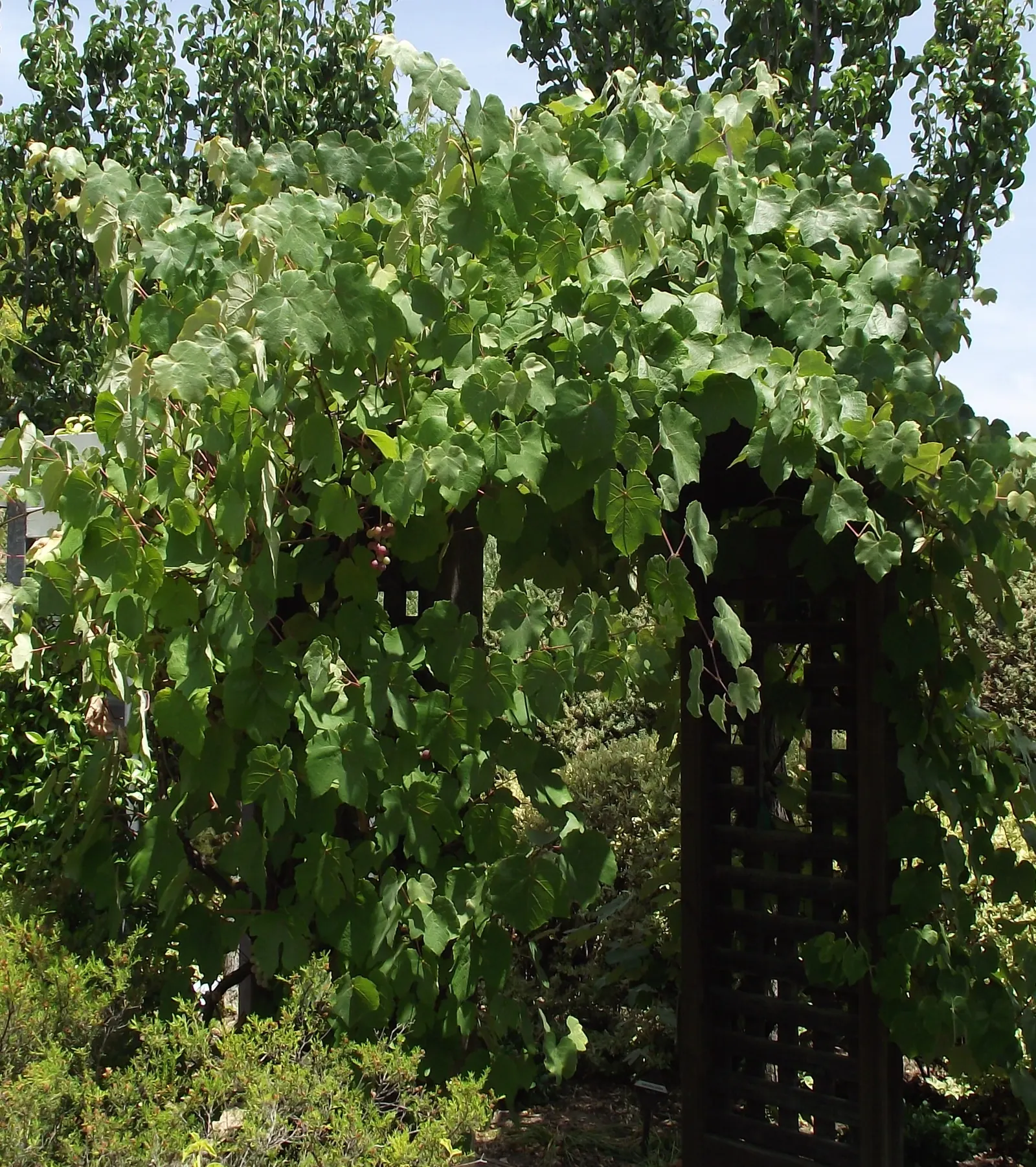 California Concord Grape (Vitis Labrusca 'California Concord') — This cultivar, reaching up to 20 feet in length, thrives in full sun and well-drained soil, in