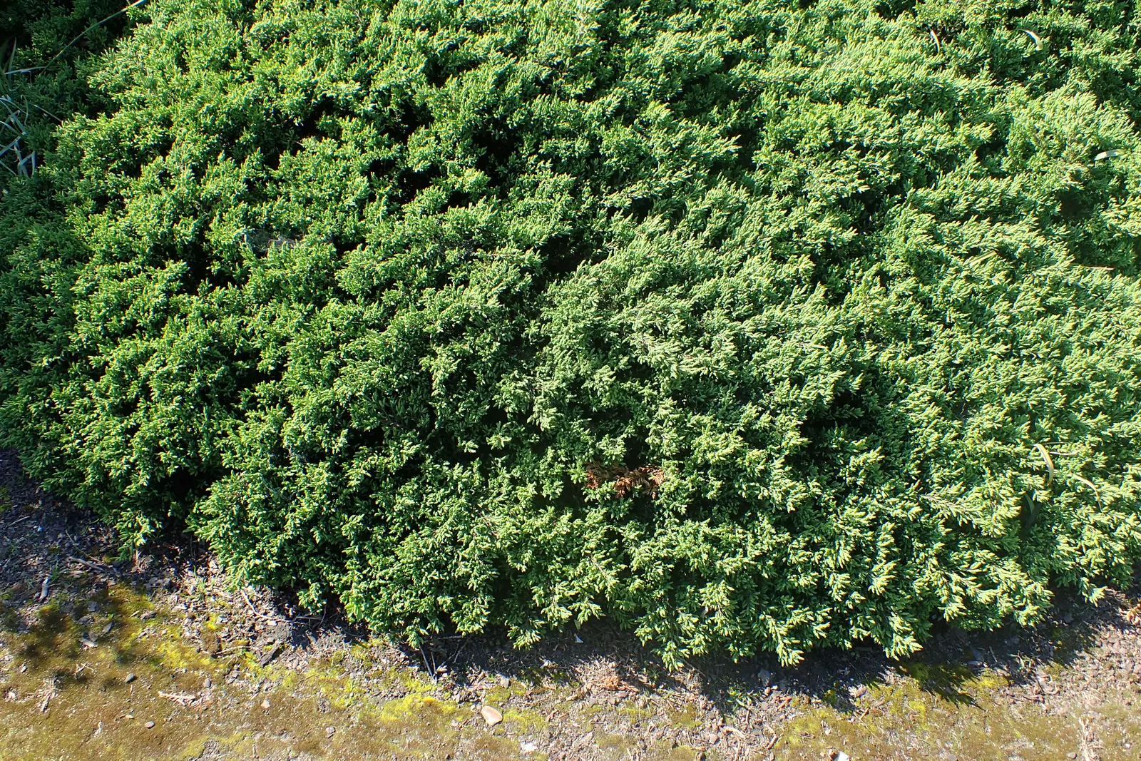 Effusa Juniper (Juniperus Communis 'Effusa') — The Juniperus communis 'Effusa', a compact, spreading evergreen, adds robust, year-round interest