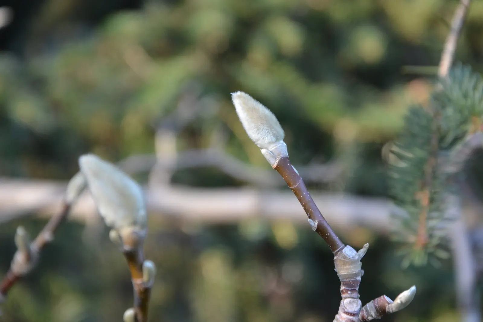 Cucumber Tree (Magnolia Acuminata) — typically reaching between 50 to 70 feet in height; ensuring it can serve as a splendid focal point or a, image 57