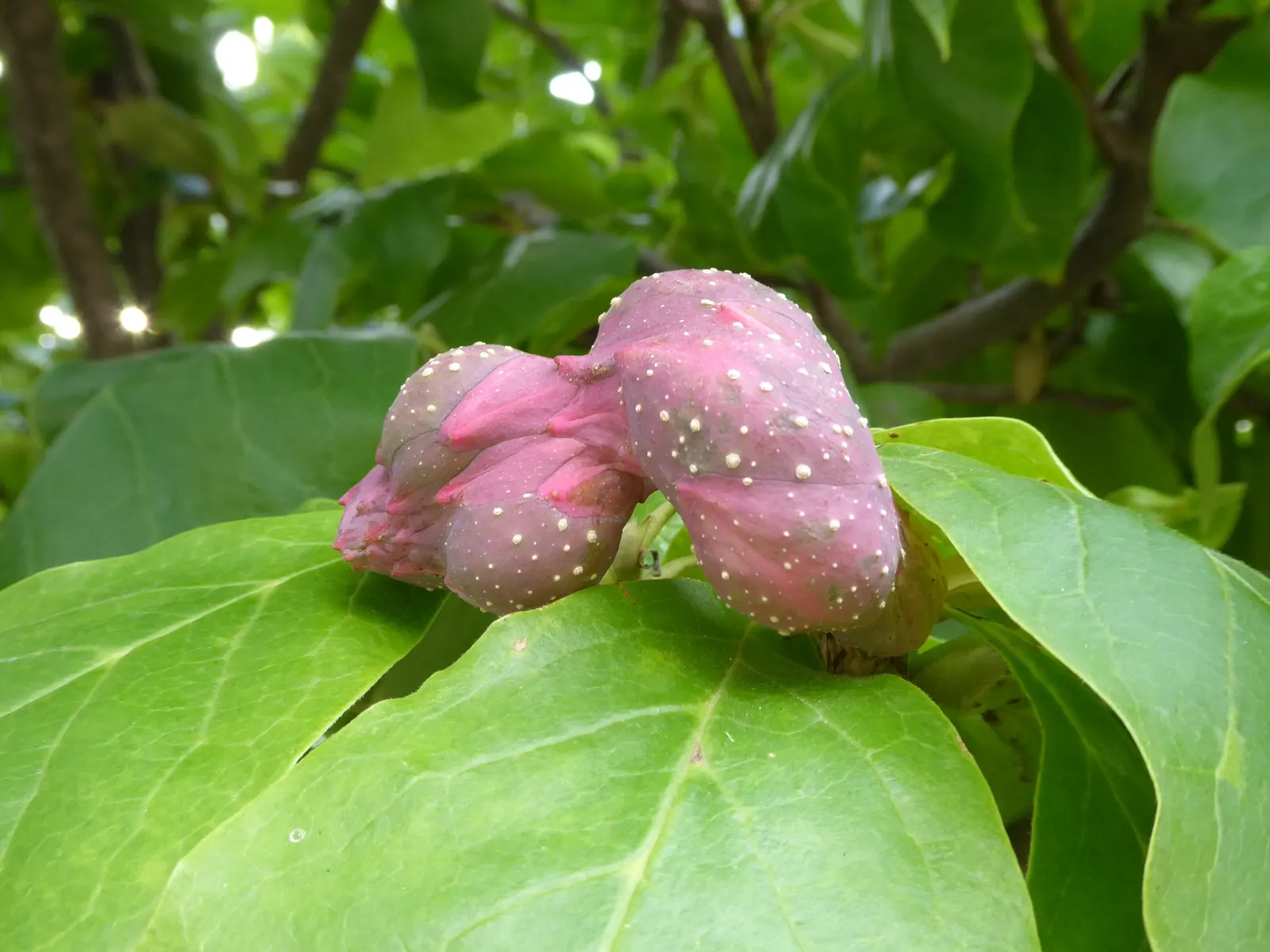 Cucumber Tree (Magnolia Acuminata) — the tree produces peculiar, image 113