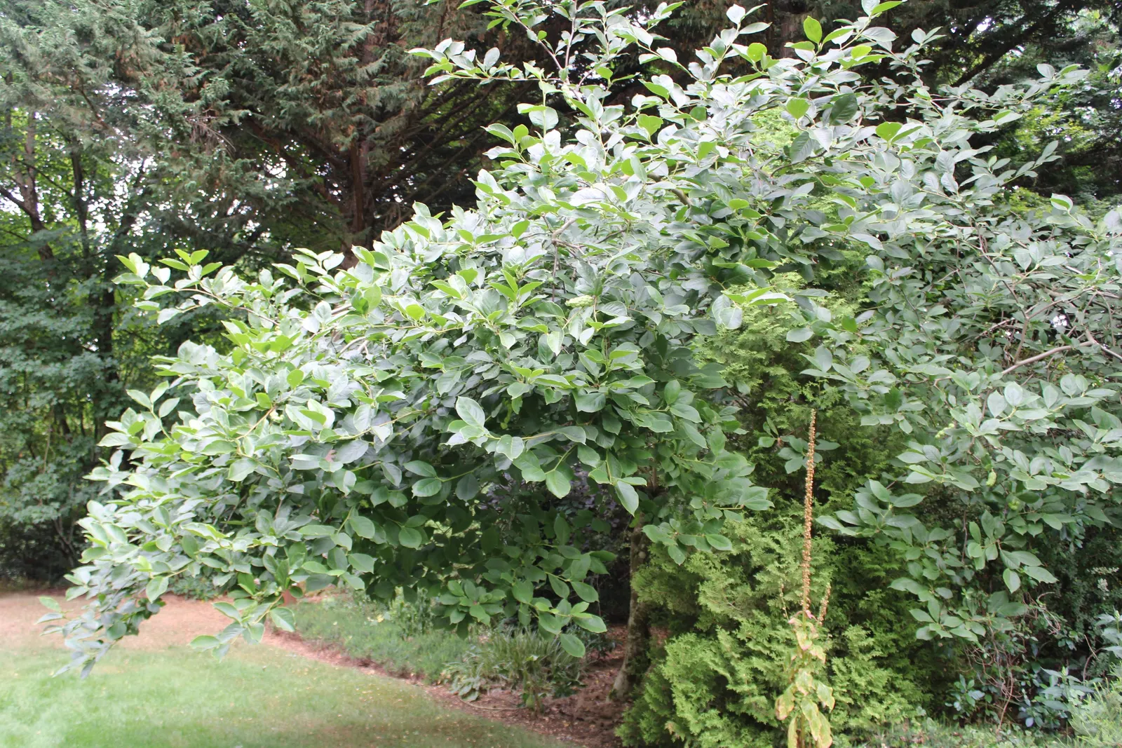 Cucumber Tree (Magnolia Acuminata) — In late spring to early summer; this species stands out in landscape design for its grand stature, image 62