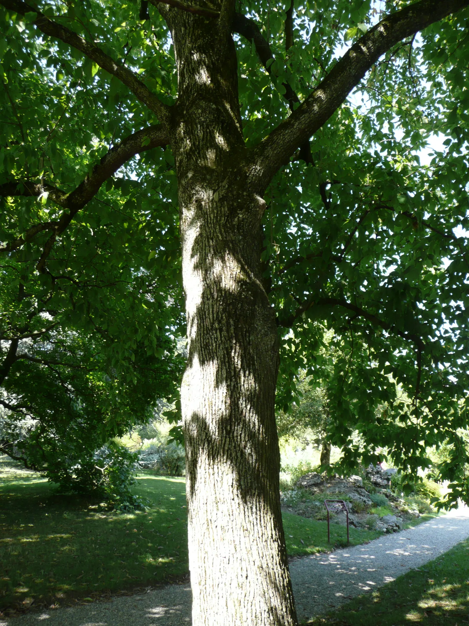 Cucumber Tree (Magnolia Acuminata) — In late spring to early summer; this species stands out in landscape design for its grand stature, image 112