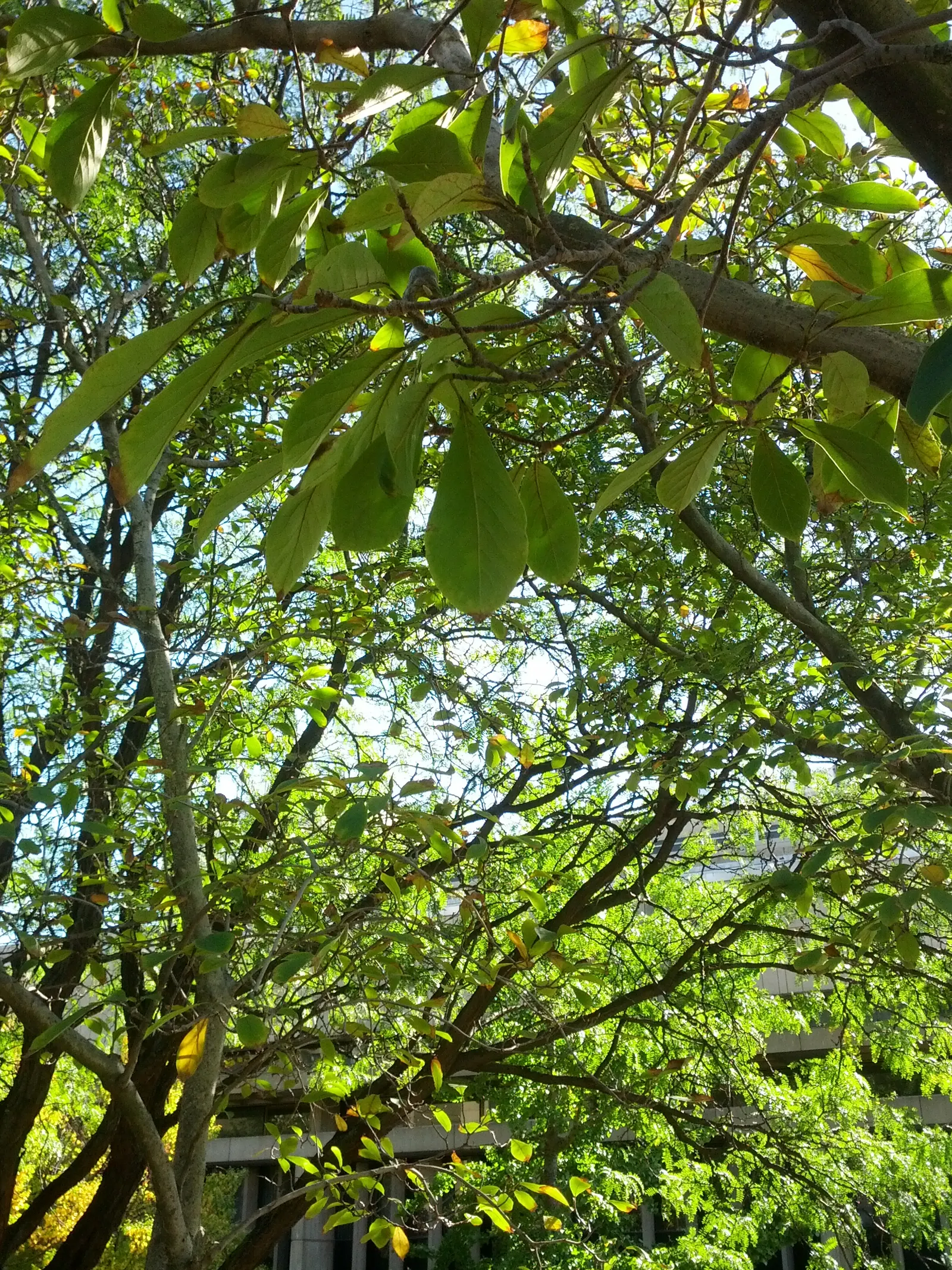 Cucumber Tree (Magnolia Acuminata) — tree with white blooms