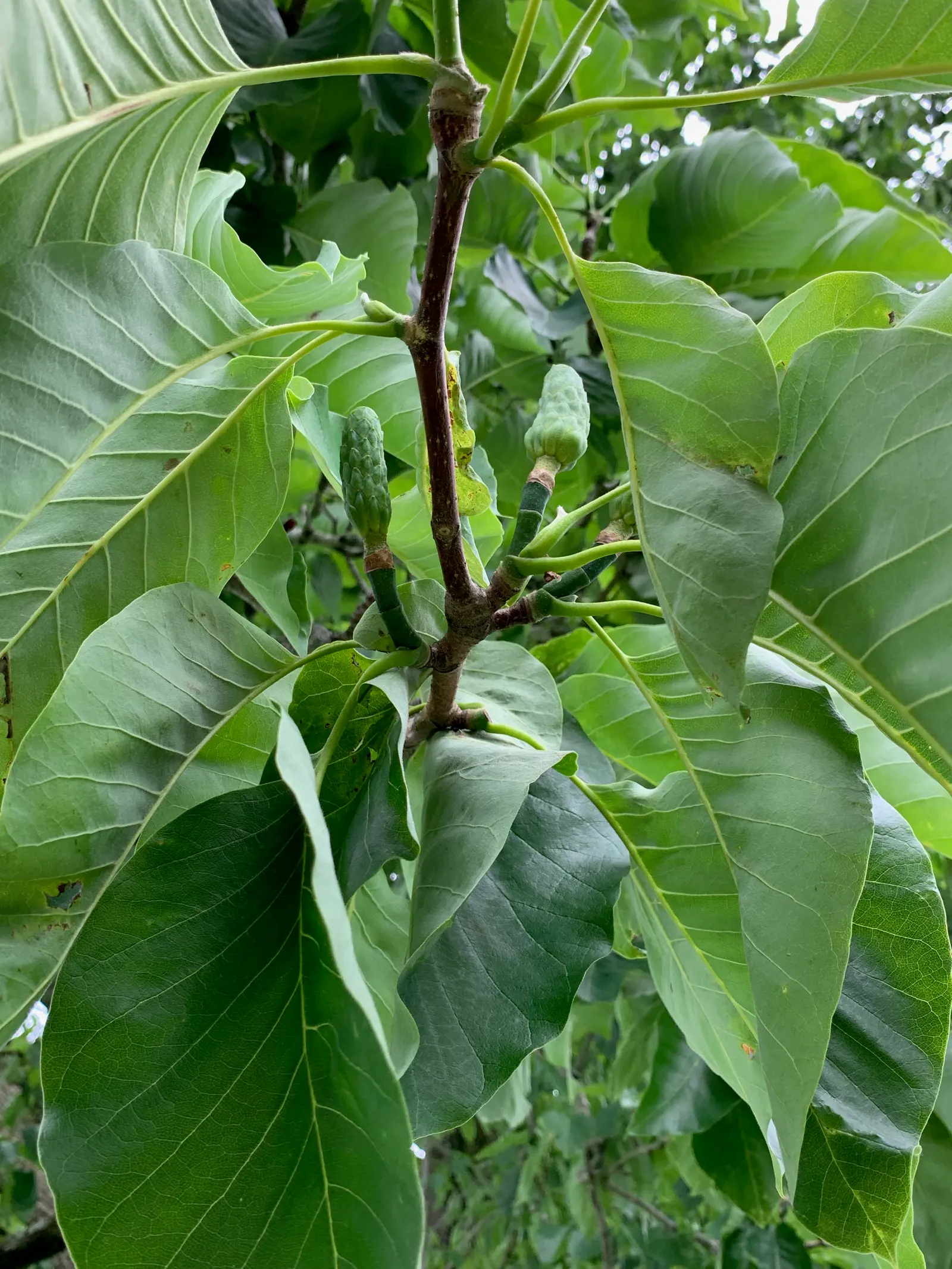 Cucumber Tree (Magnolia Acuminata) — glossy green hue on the upper surface and a paler green underneath; tree with white blooms