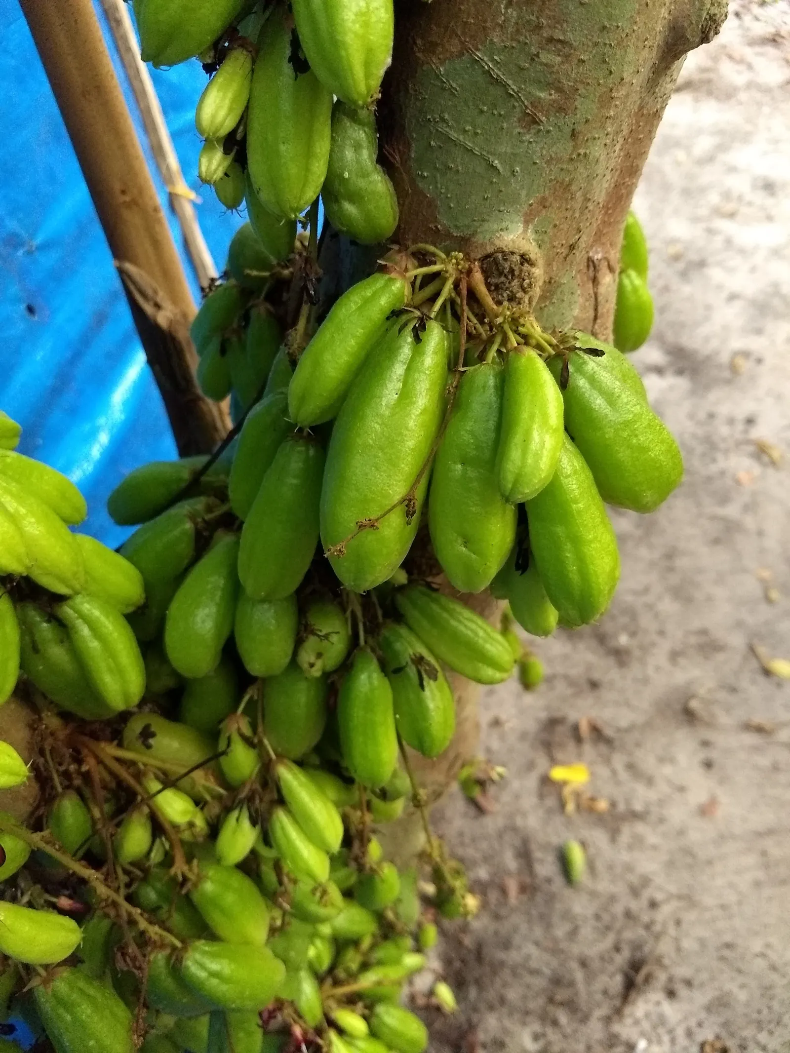 Cucumber Tree (Magnolia Acuminata) — which are approximately 2 to 3 inches in diameter; ideal for temperate zones, image 90