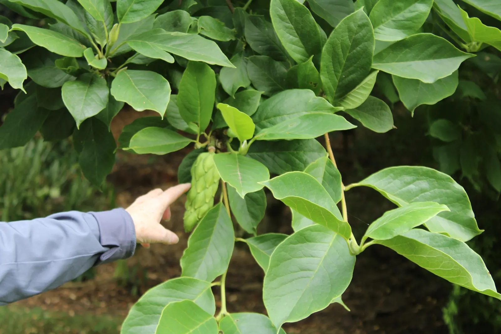 Cucumber Tree (Magnolia Acuminata) — This species stands out in landscape design for its grand stature; inconspicuous greenish-yellow flowers