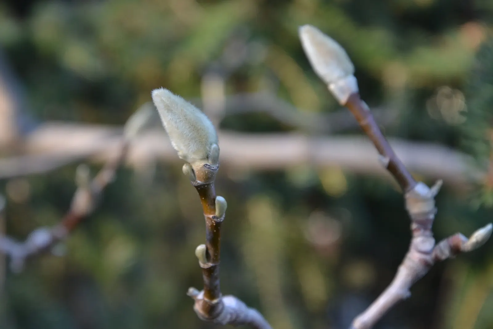 Cucumber Tree (Magnolia Acuminata) — oblong leaves and a late spring to early summer blooming period; the tree prefers full sun to partial shade, image 78