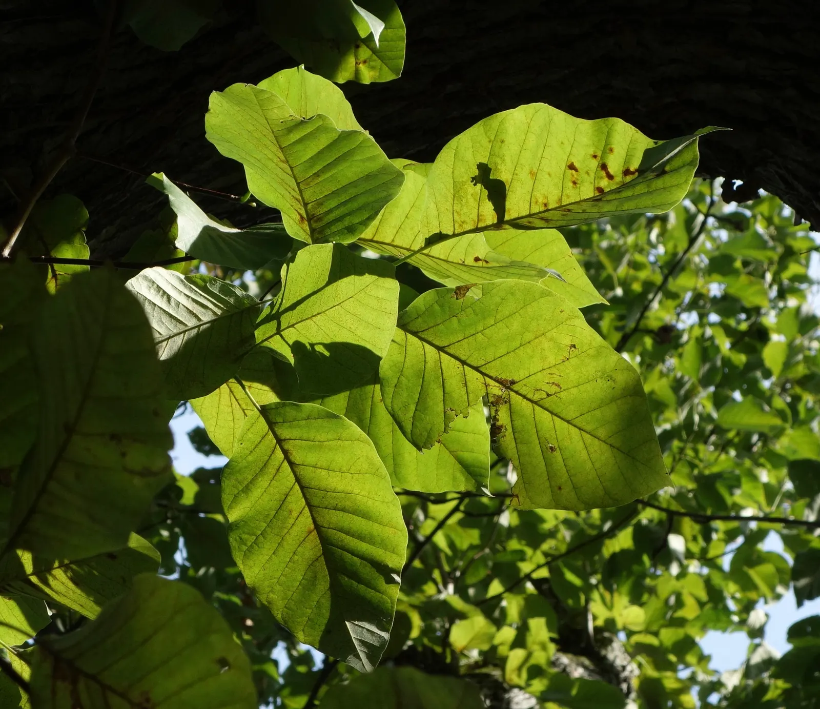Cucumber Tree (Magnolia Acuminata) — the tree produces peculiar, image 38