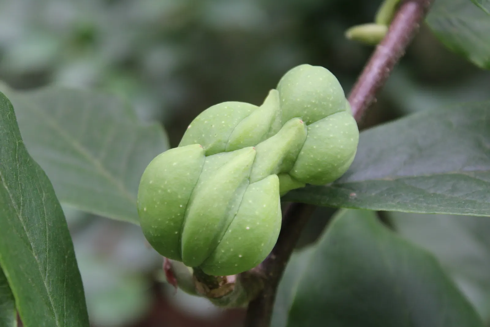 Cucumber Tree (Magnolia Acuminata) — plan for sufficient space to accommodate its mature spread; in late spring to early summer