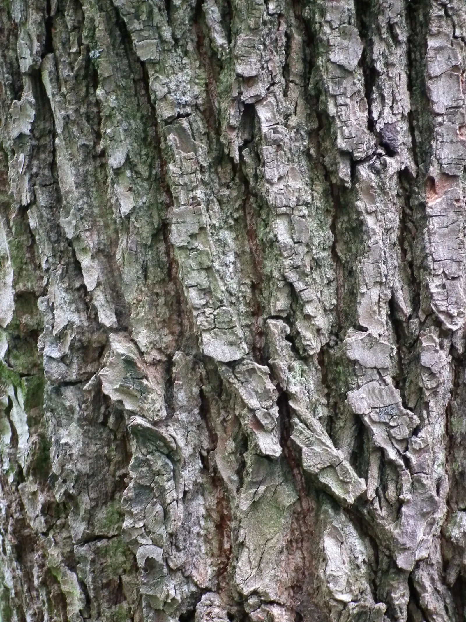 Cucumber Tree (Magnolia Acuminata) — each reaching 5 to 10 inches long; consider its size and growth rate