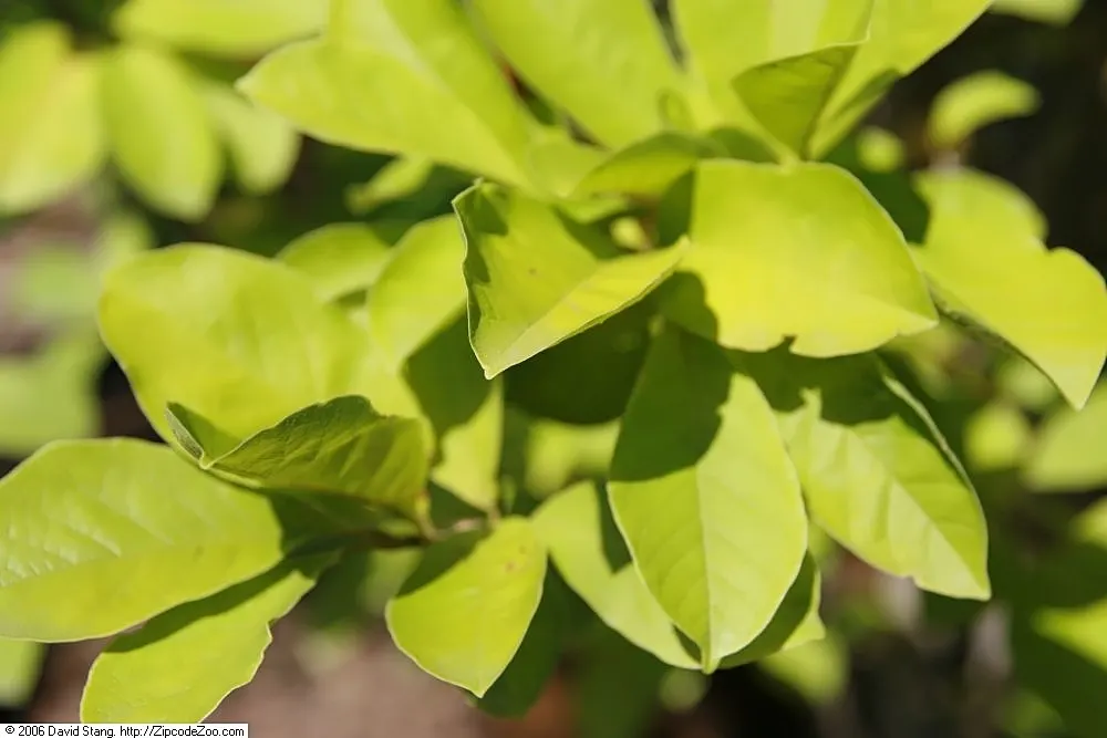 Cucumber Tree (Magnolia Acuminata) — The tree has a pyramidal to rounded crown with straight