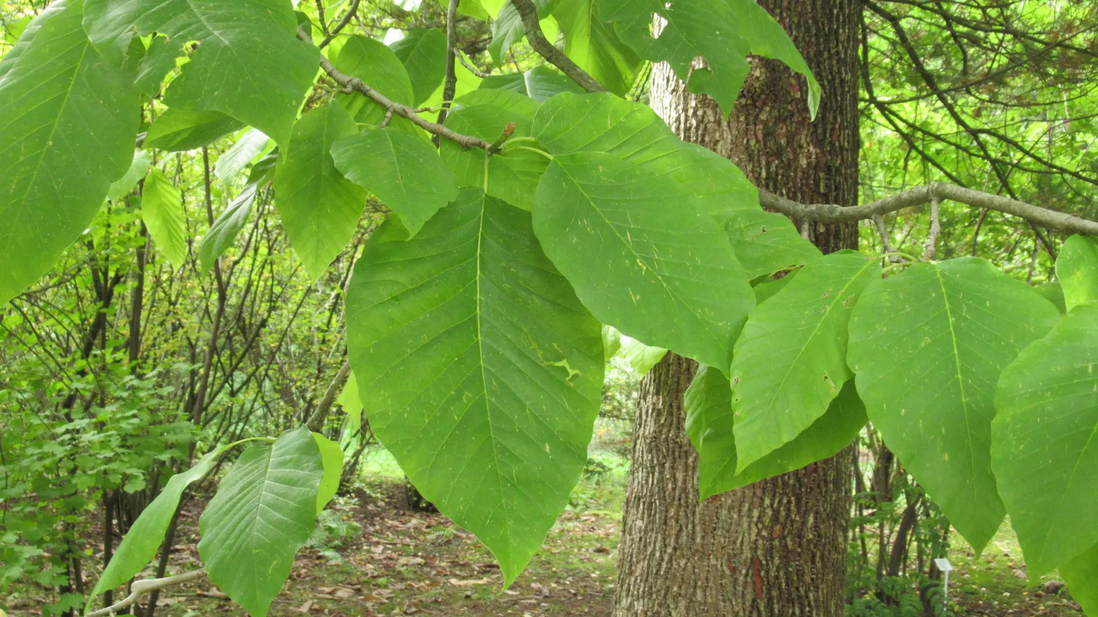 Cucumber Tree (Magnolia Acuminata) — ensuring it can serve as a splendid focal point or a majestic border tree
