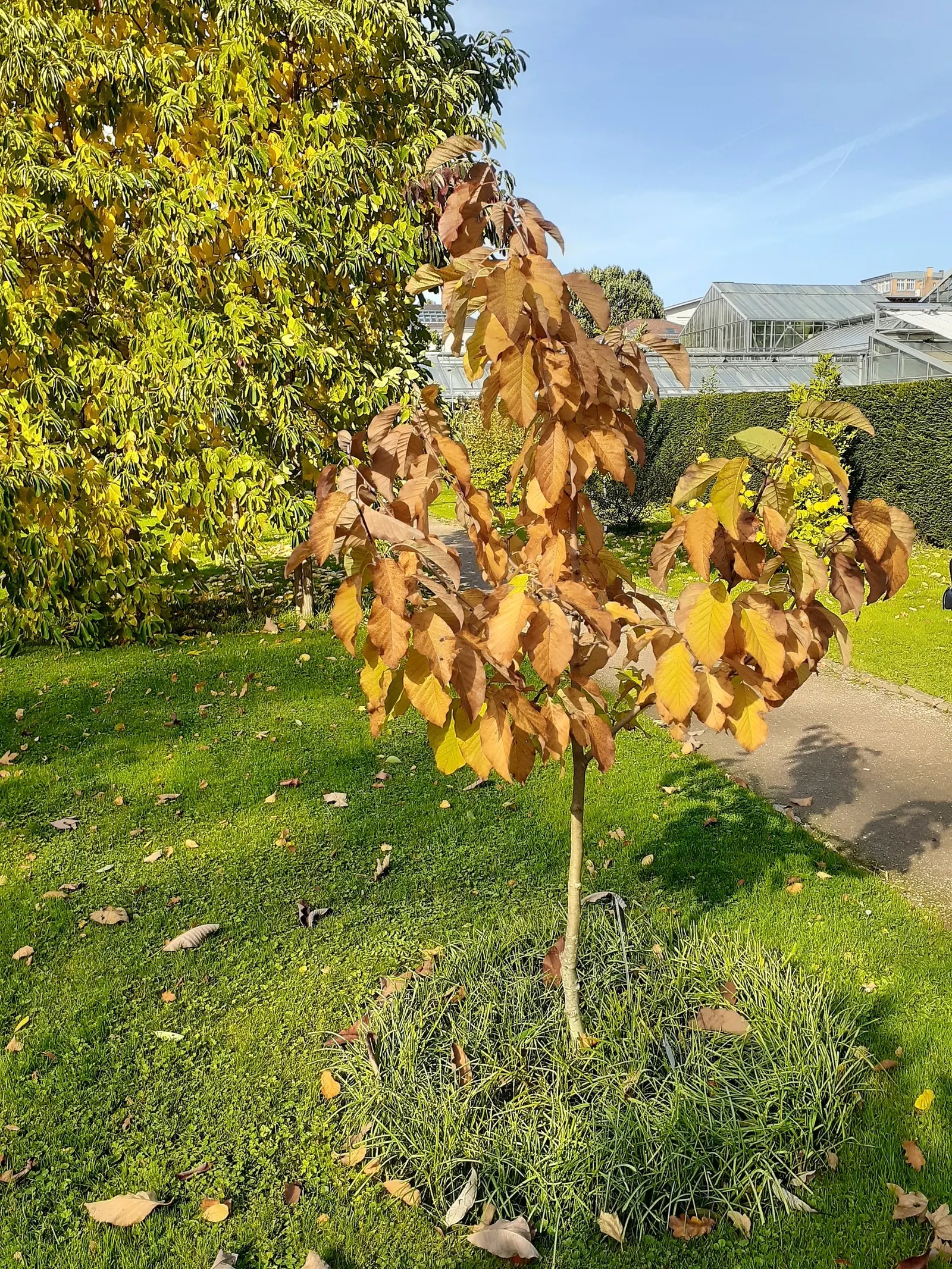 Cucumber Tree (Magnolia Acuminata) — oblong leaves and a late spring to early summer blooming period