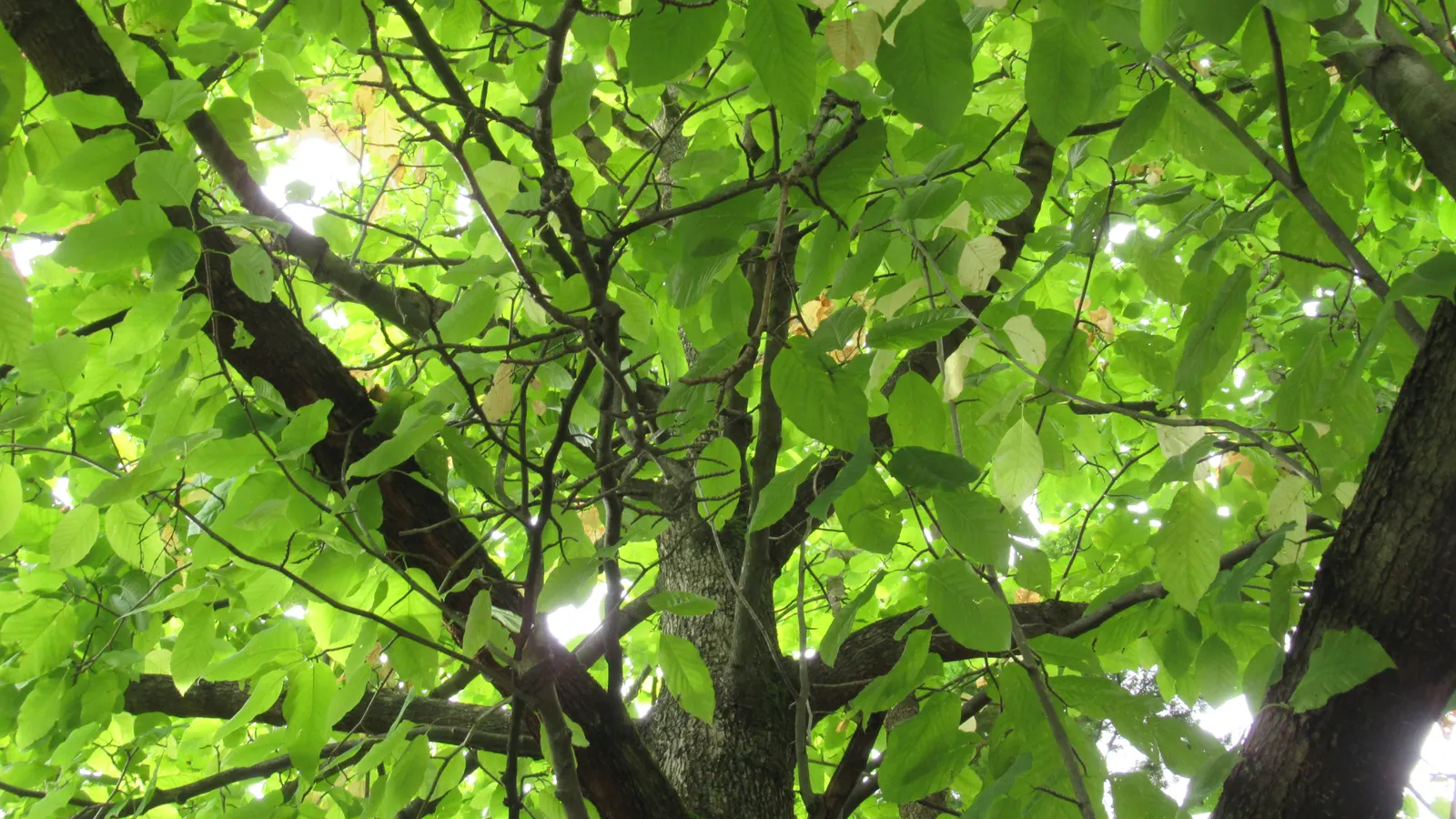 Cucumber Tree (Magnolia Acuminata) — It's relatively low-maintenance once established and provides excellent shade