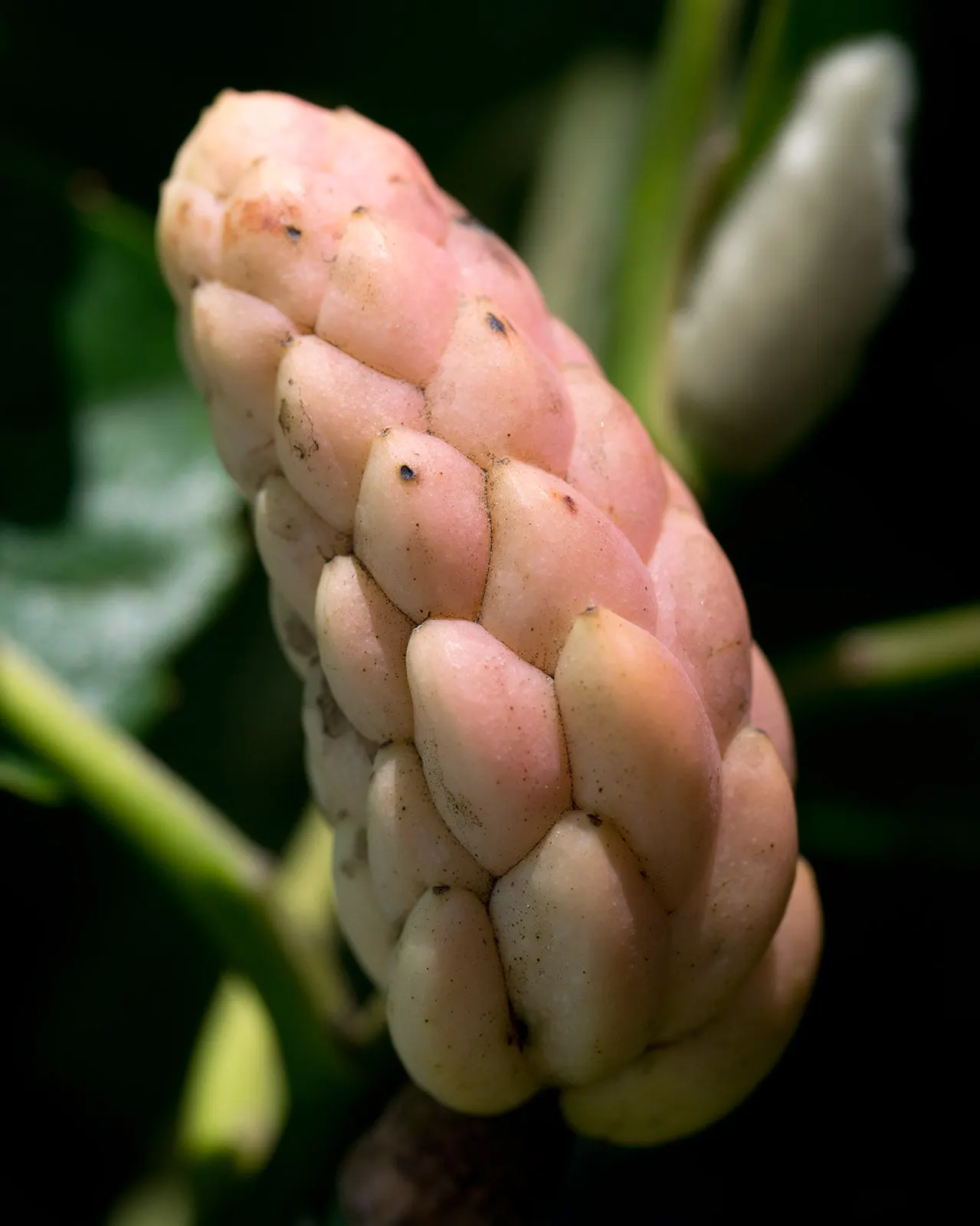 Cucumber Tree (Magnolia Acuminata) — consider its size and growth rate; these blossoms give way to cucumber-shaped fruit