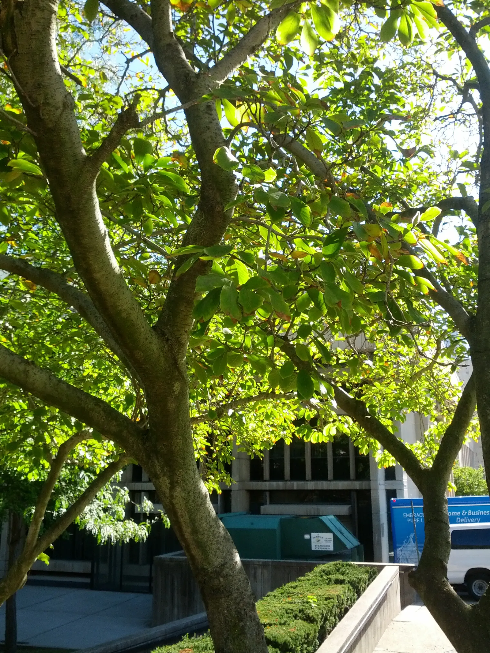 Cucumber Tree (Magnolia Acuminata) — The tree has a pyramidal to rounded crown with straight; each reaching 5 to 10 inches long