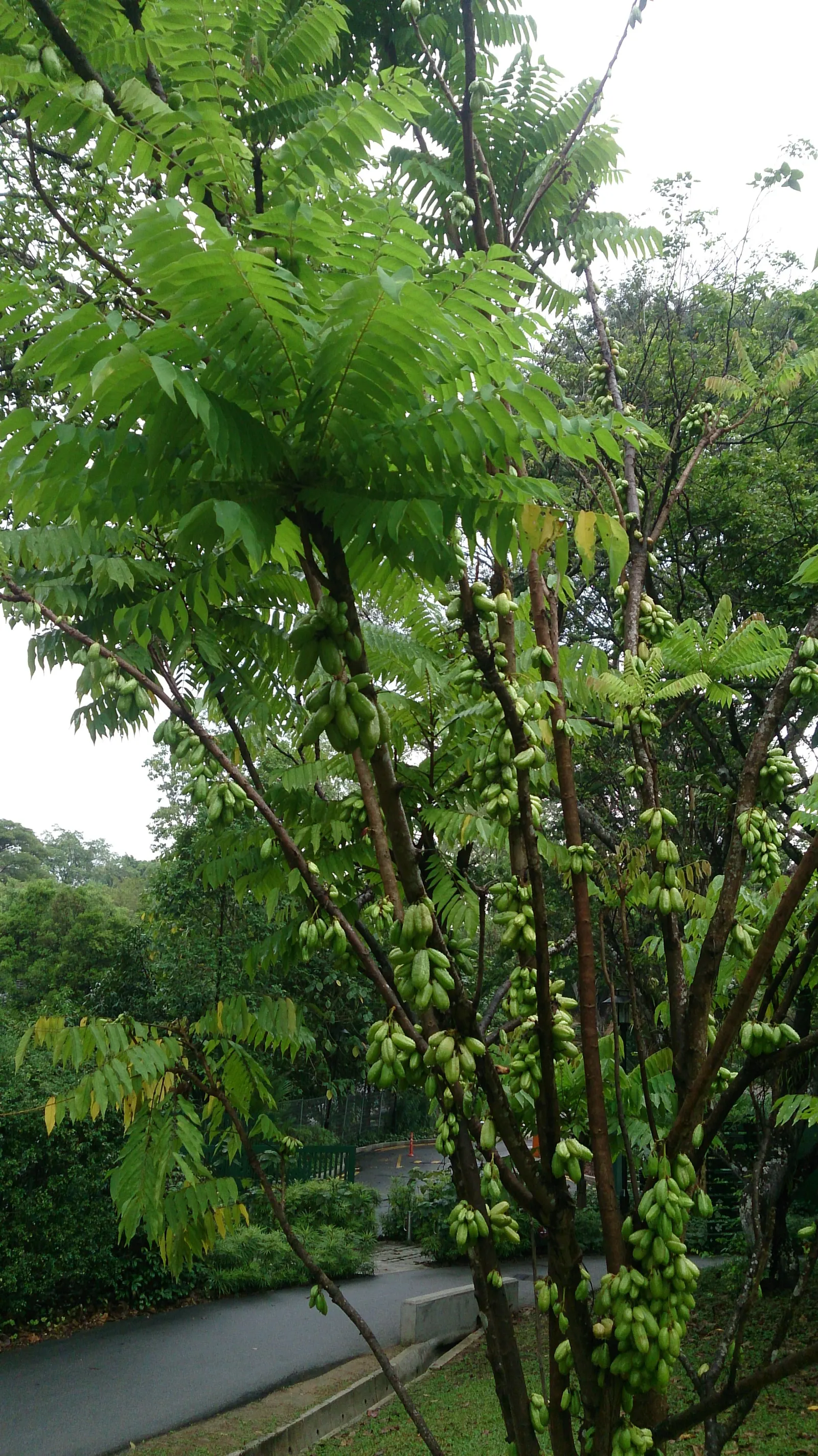 Cucumber Tree (Magnolia Acuminata) — consider its size and growth rate; these blossoms give way to cucumber-shaped fruit, image 67