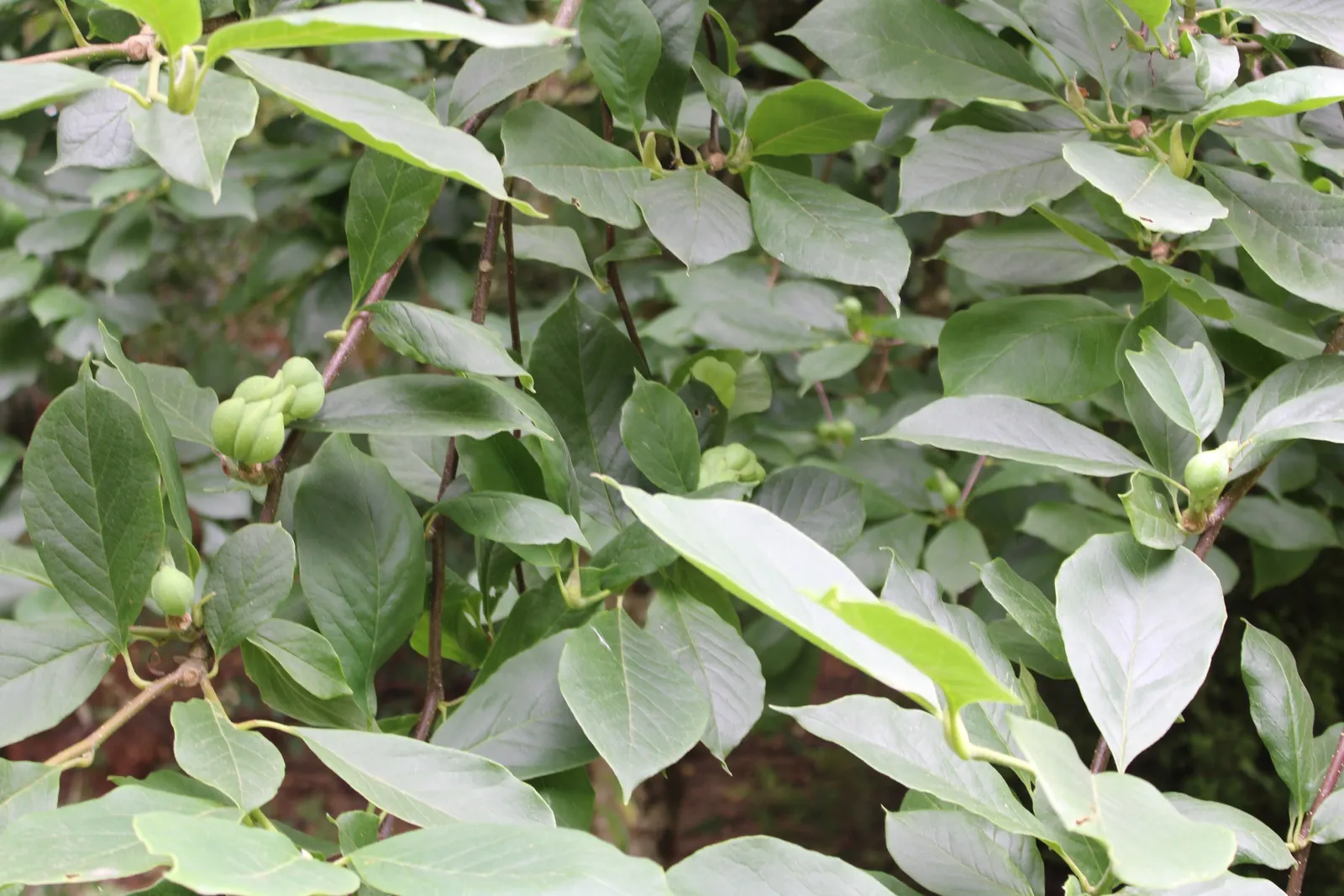 Cucumber Tree (Magnolia Acuminata) — These blossoms give way to cucumber-shaped fruit; the tree has a pyramidal to rounded crown with straight, image 66