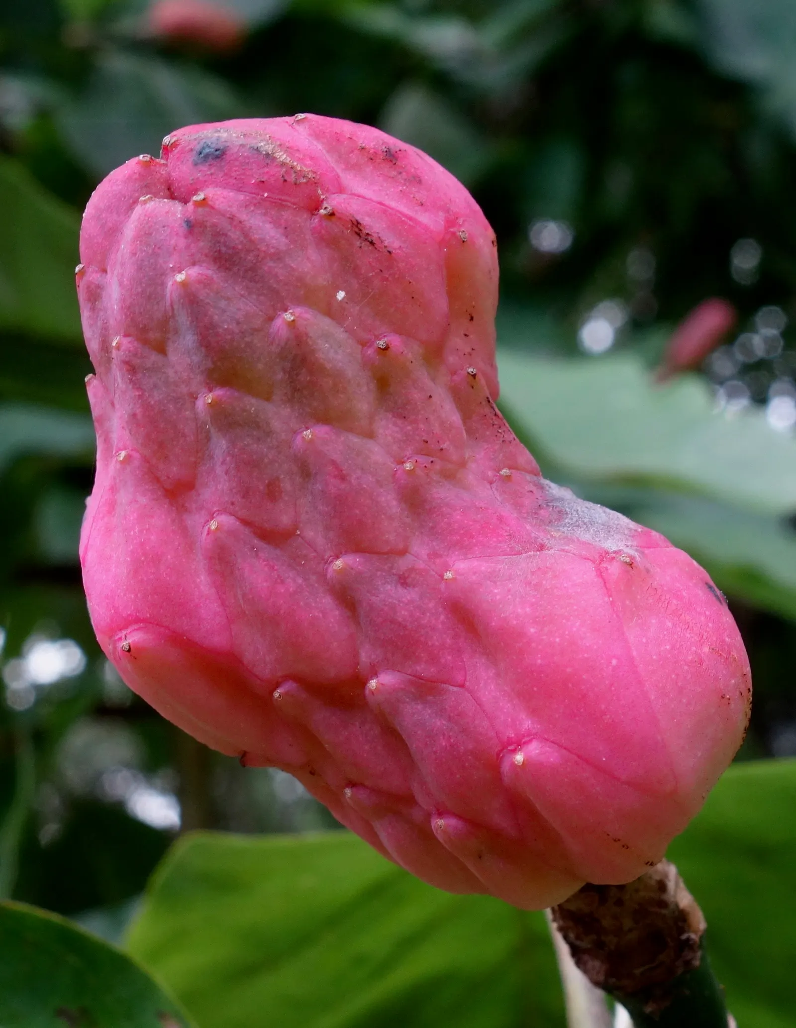 Cucumber Tree (Magnolia Acuminata) — is a majestic deciduous tree native to the eastern United States; typically reaching between 50 to 70 feet in, image 105