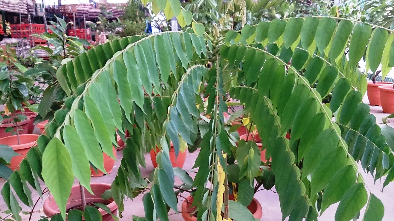 Cucumber Tree (Magnolia Acuminata) — inconspicuous greenish-yellow flowers; plan for sufficient space to accommodate its mature spread, image 89
