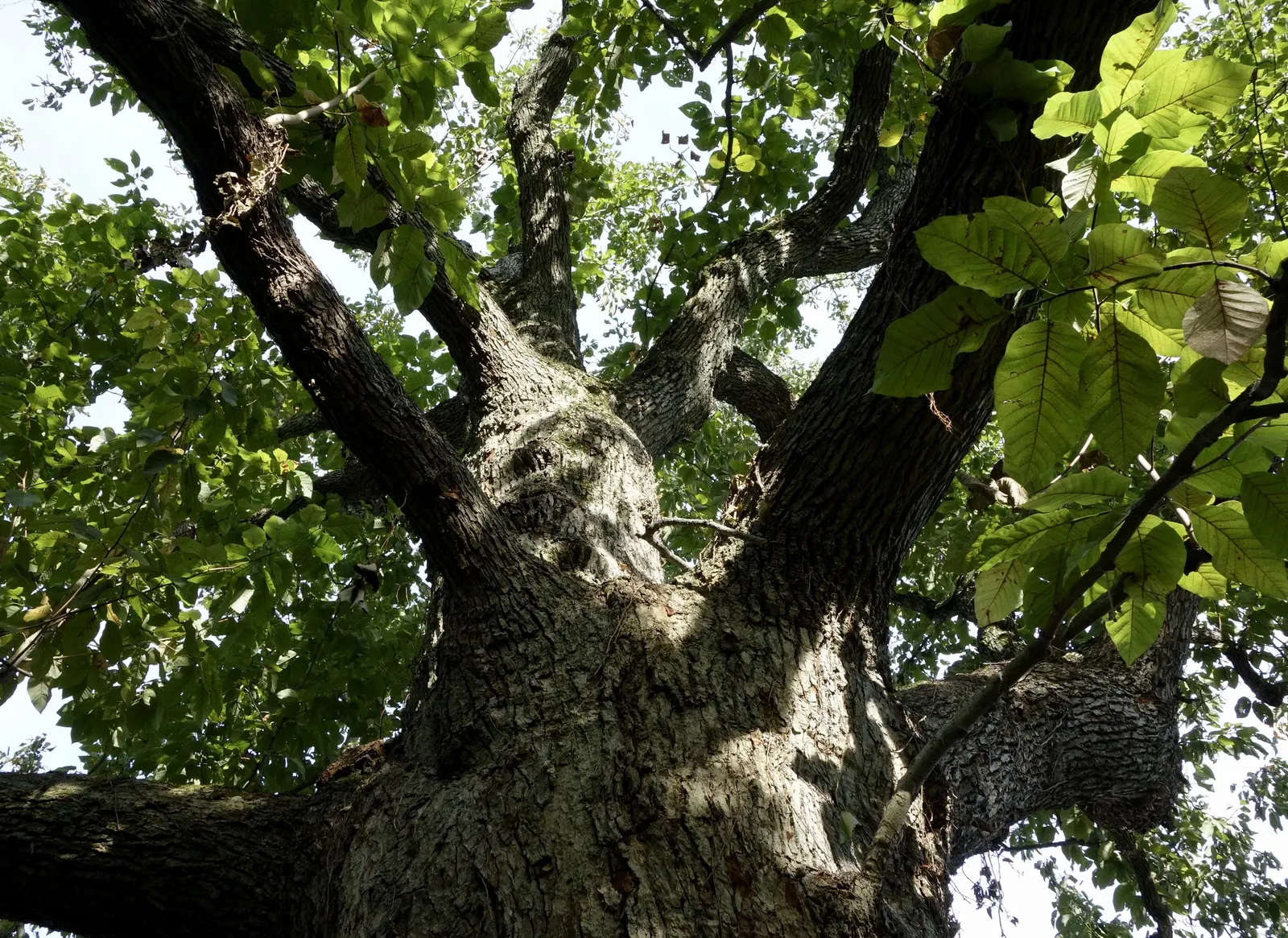 Cucumber Tree (Magnolia Acuminata) — It's relatively low-maintenance once established and provides excellent shade; is a majestic deciduous tree native to the